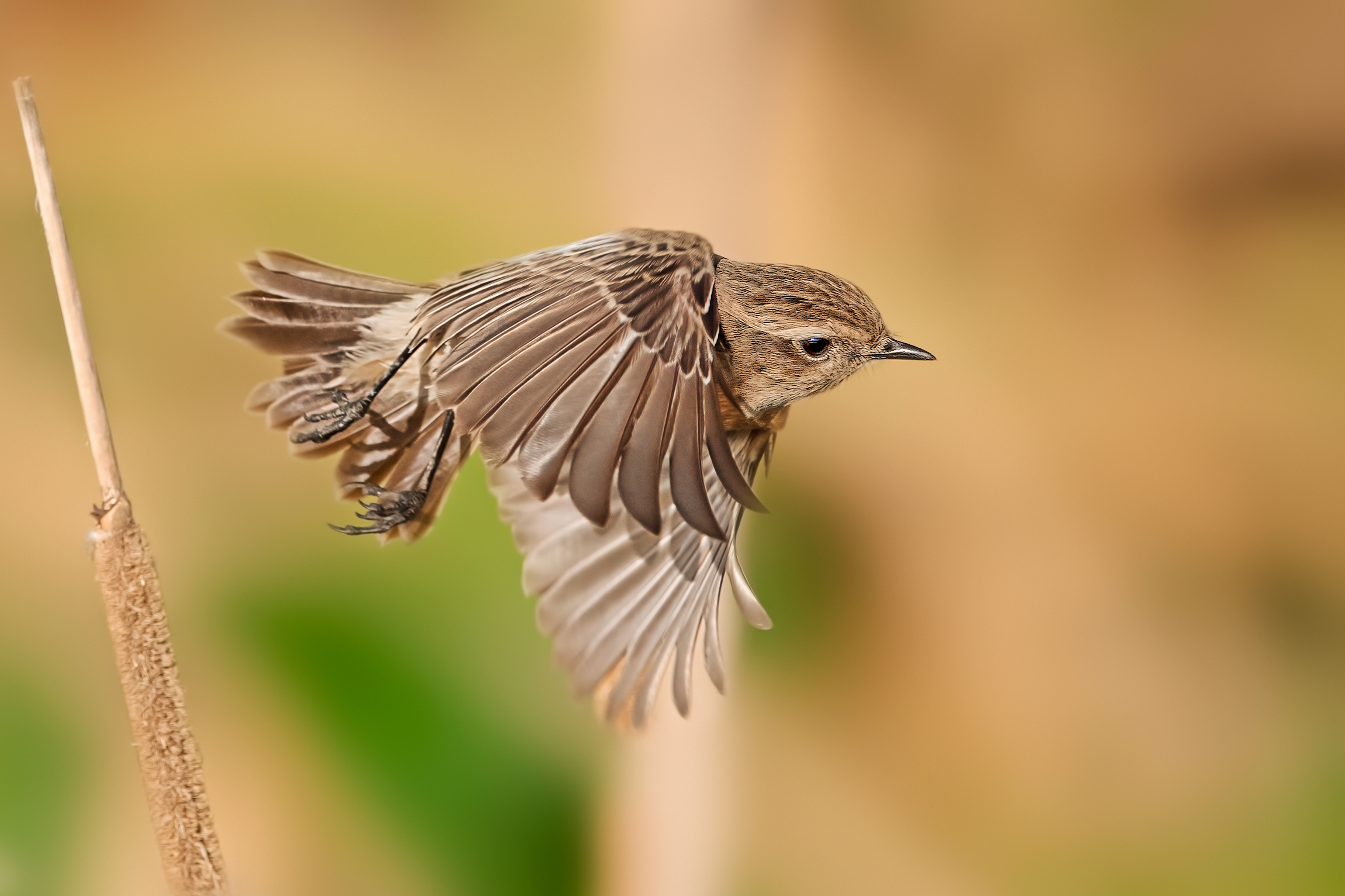 il volo del saltimpalo