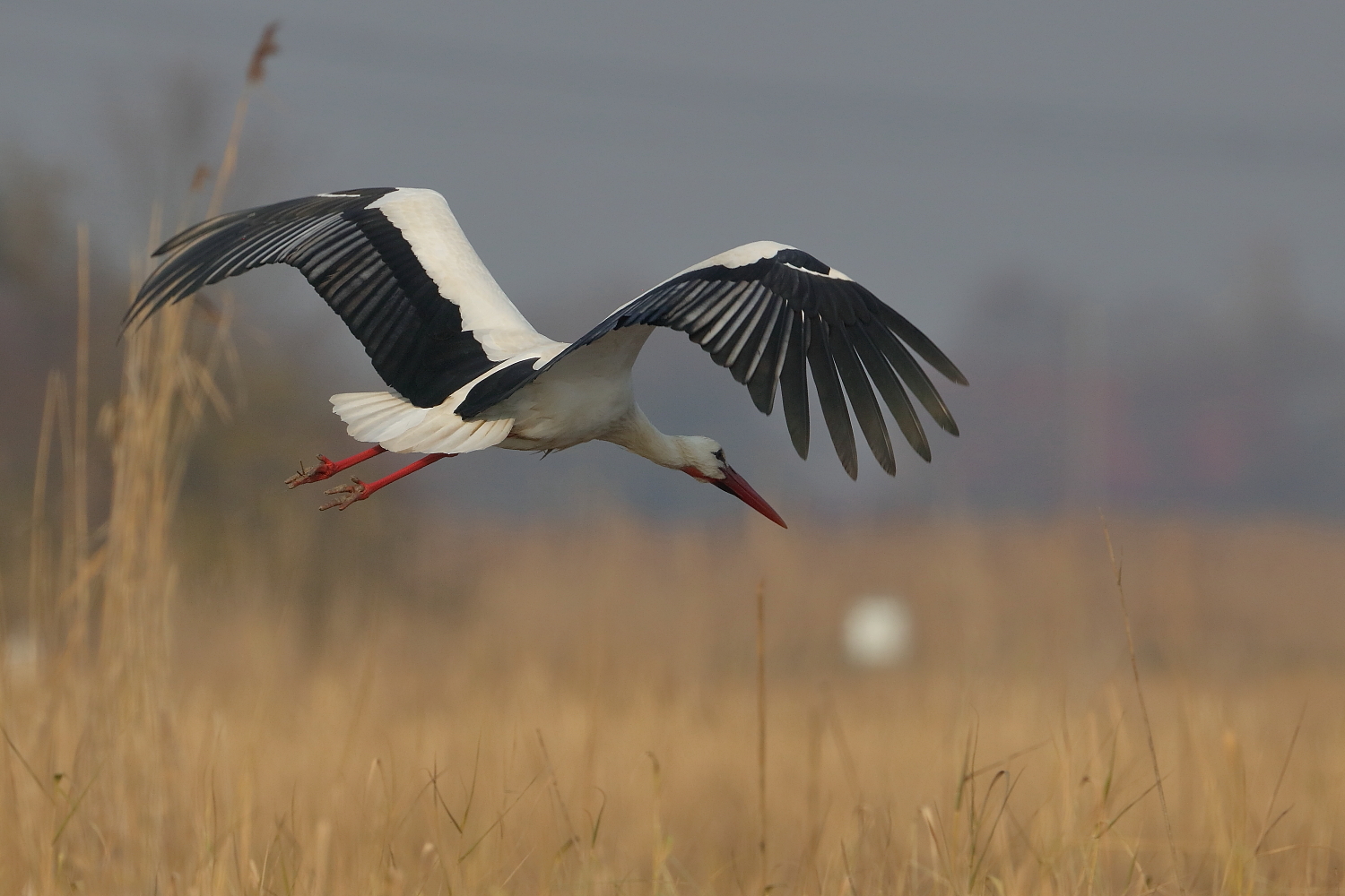 Stork