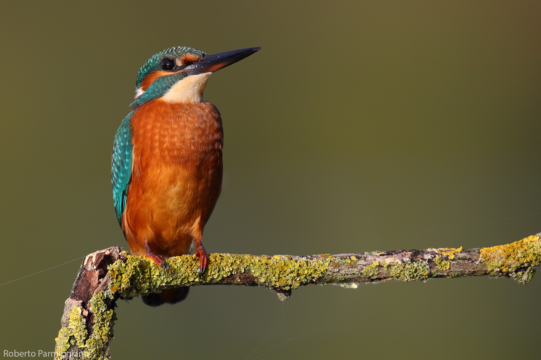 Kingfisher
