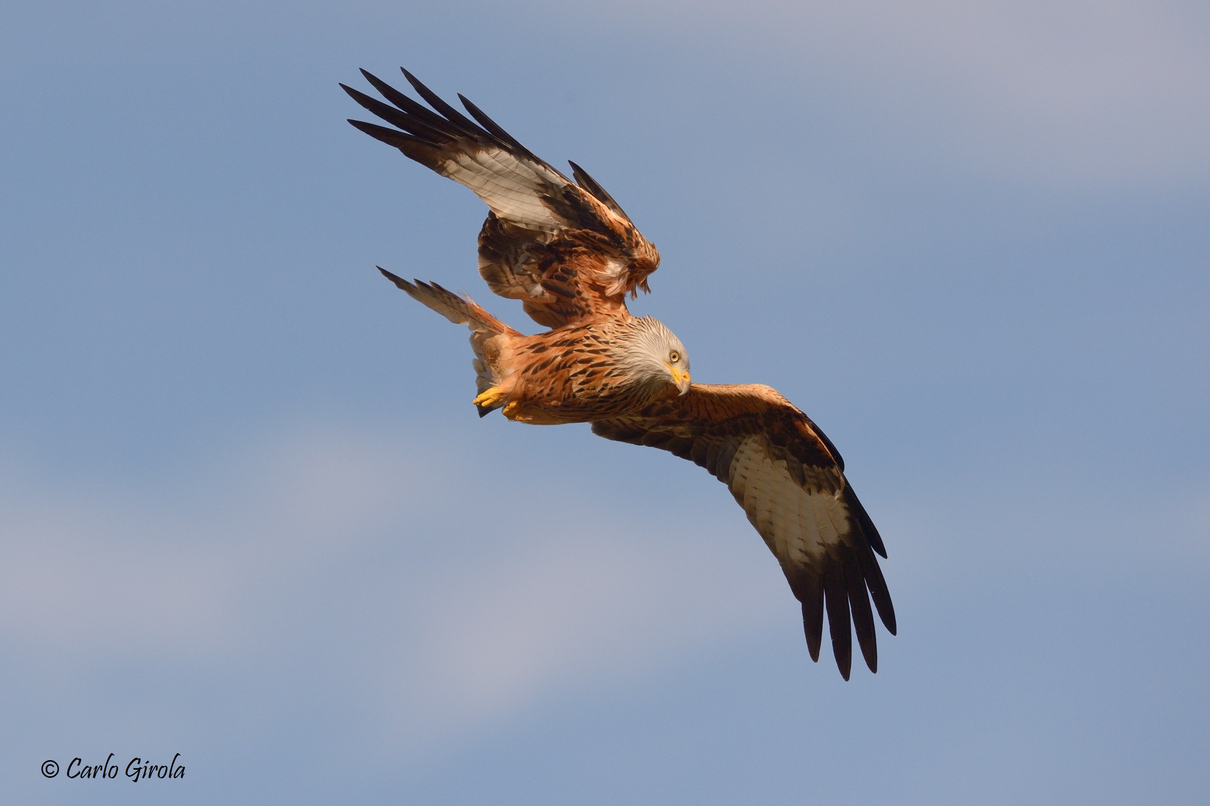 Nibbio reale (Milvus milvus)