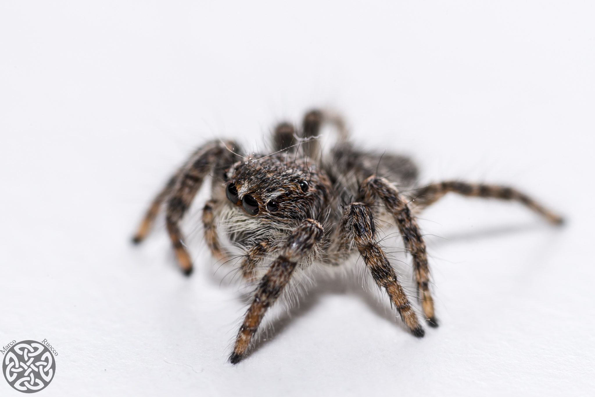 Little Jumper Spider