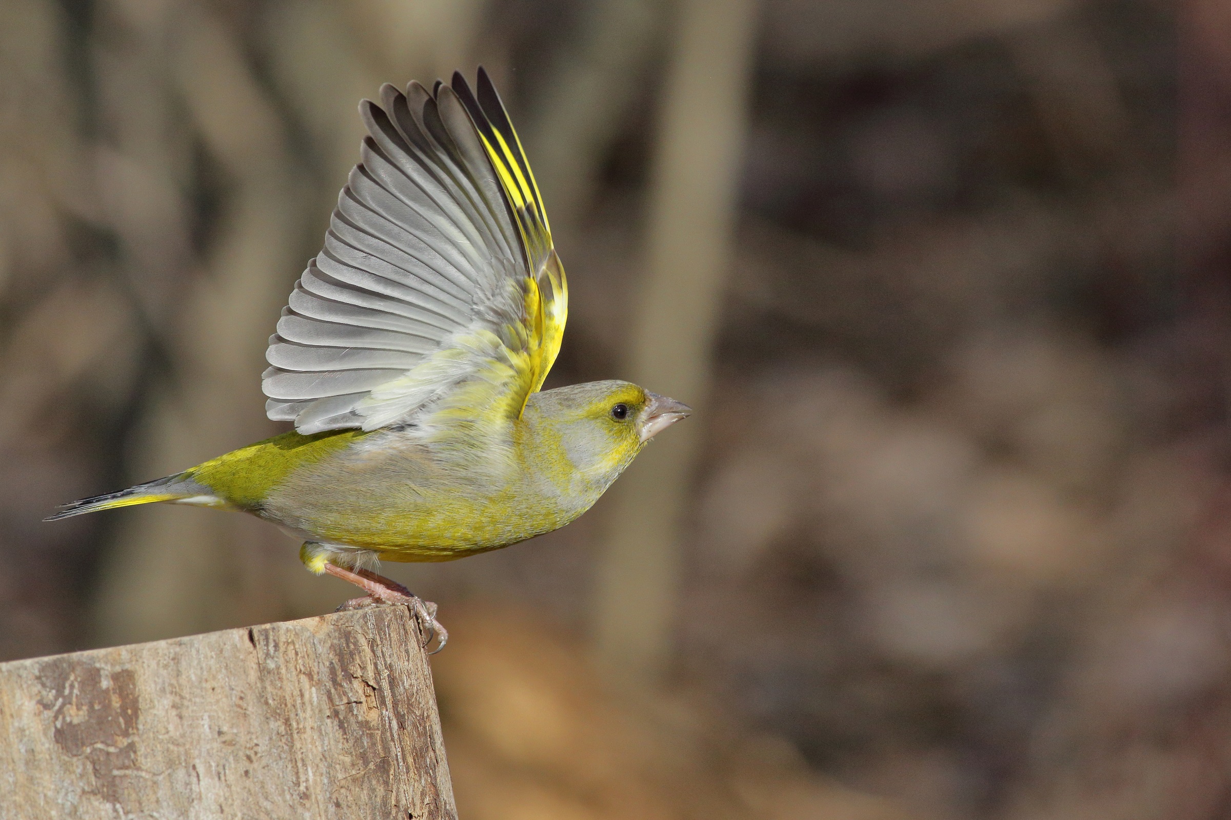 Verdone m ,Carduelis chloris