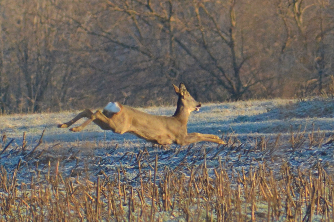 Wild roe deer