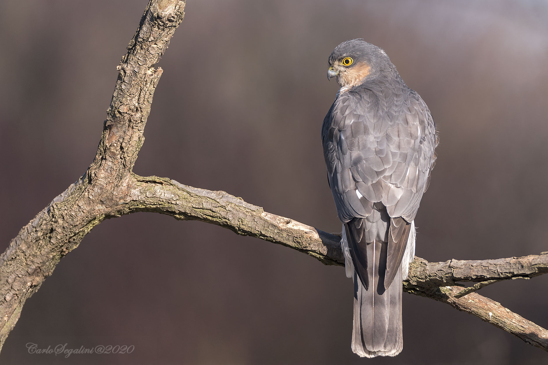 il maschietto di sparviere