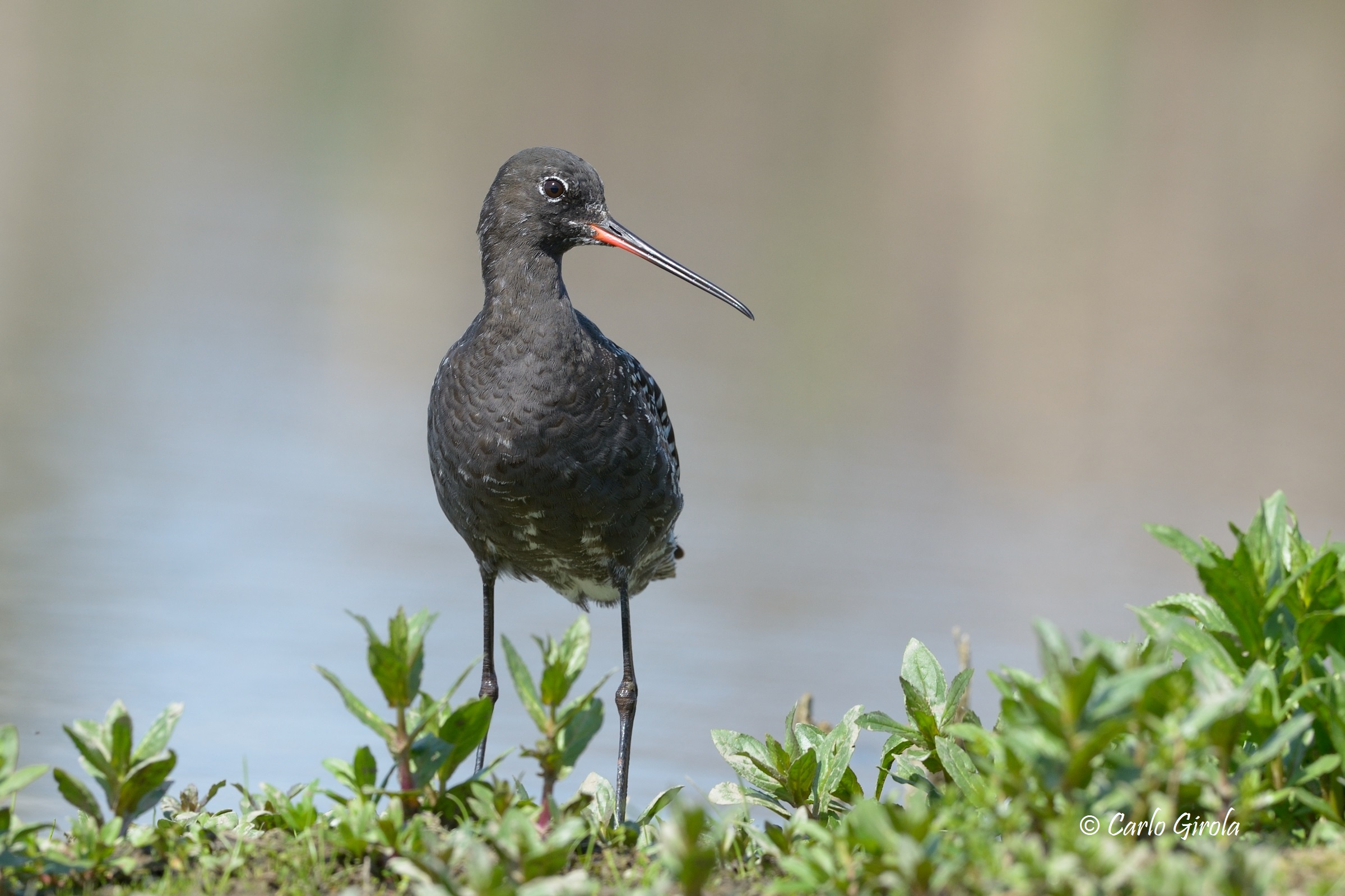 Totano moro (Tringa erythropus)