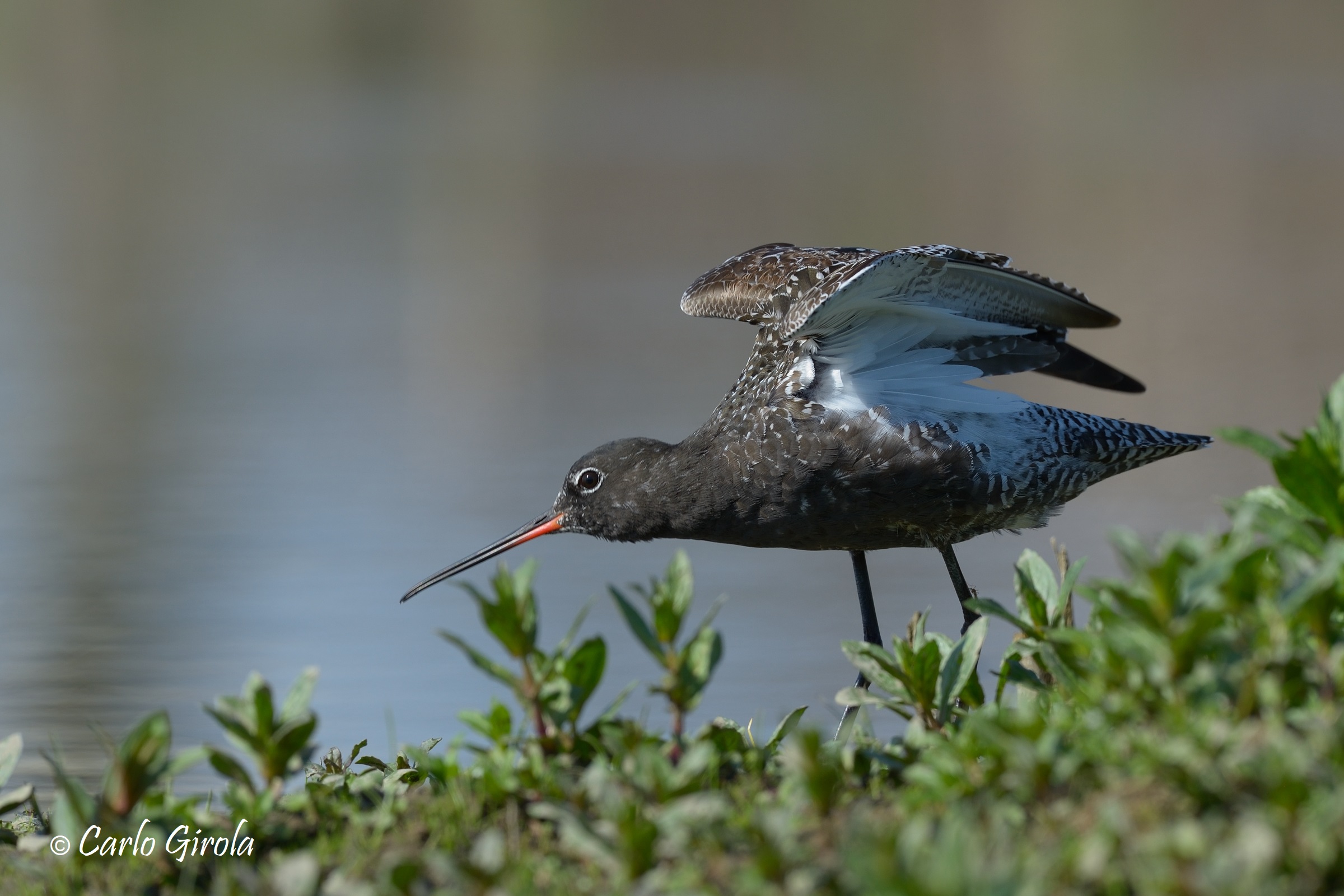 Totano moro (Tringa erythropus)