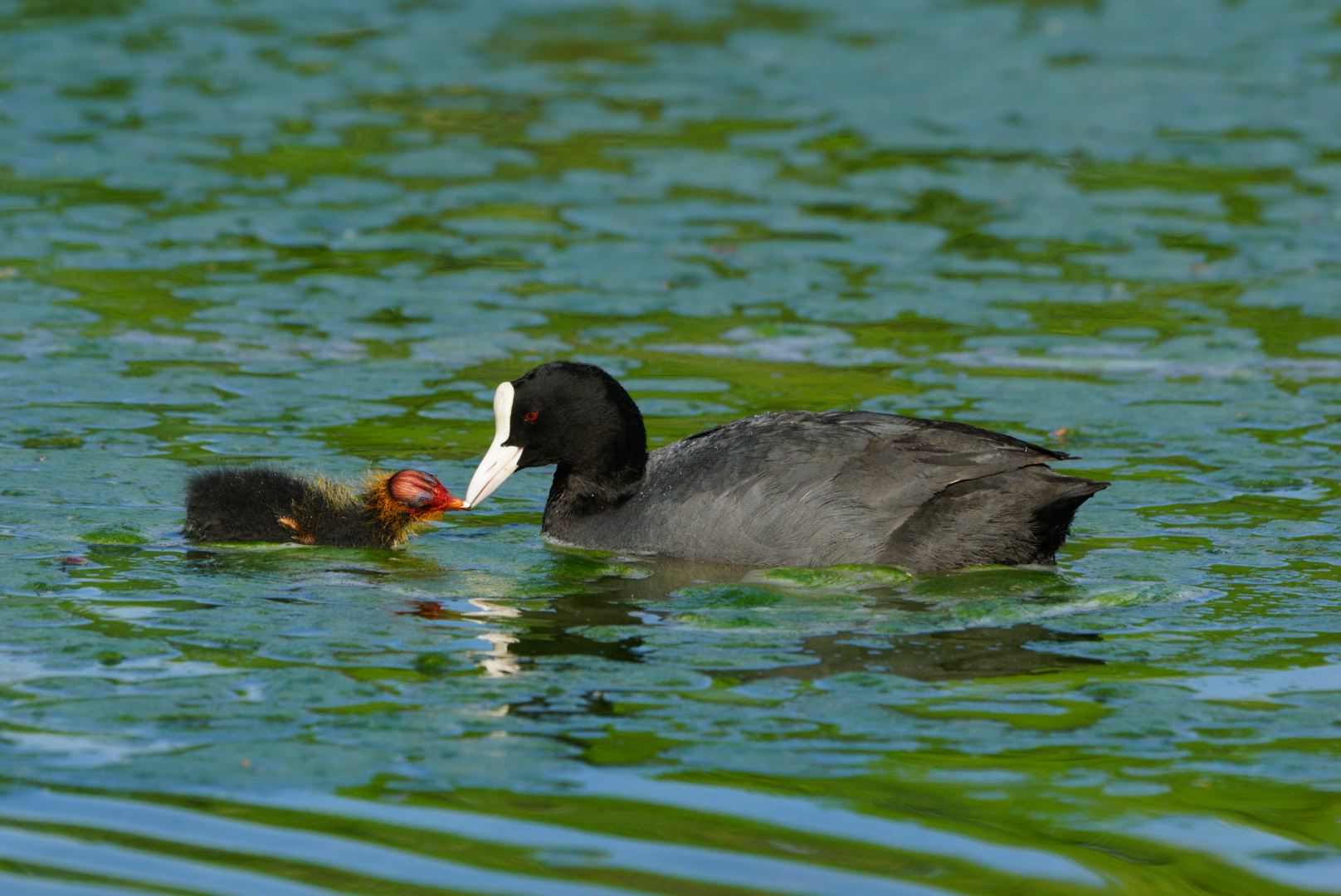 Coots