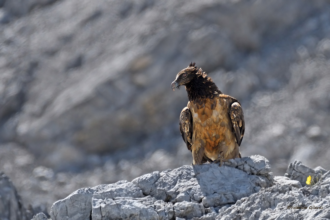 Gypaetus barbatus (Gipeto j.)