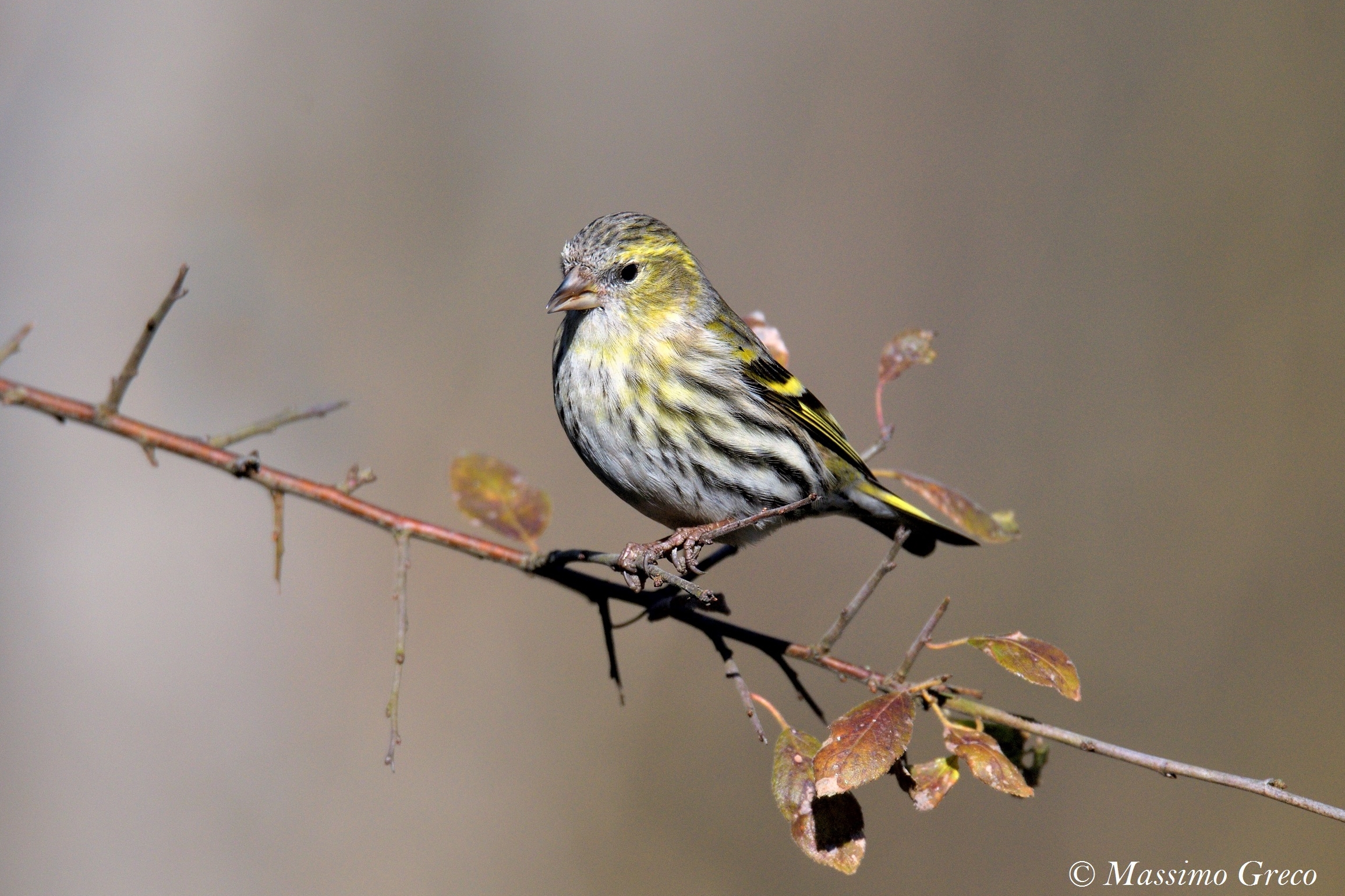 Lucherino (Spinus spinus)