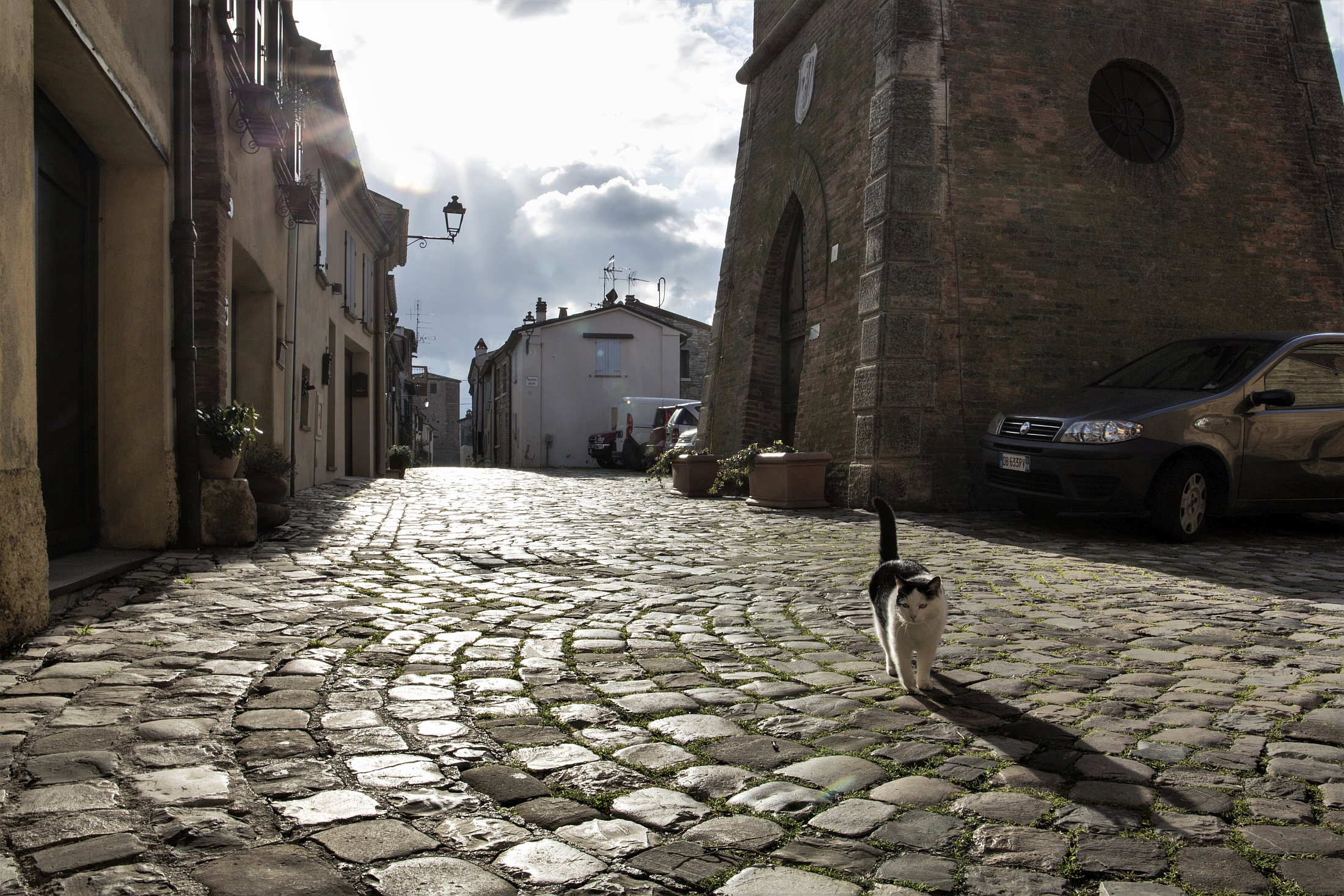 L'ombra ed il suo gatto