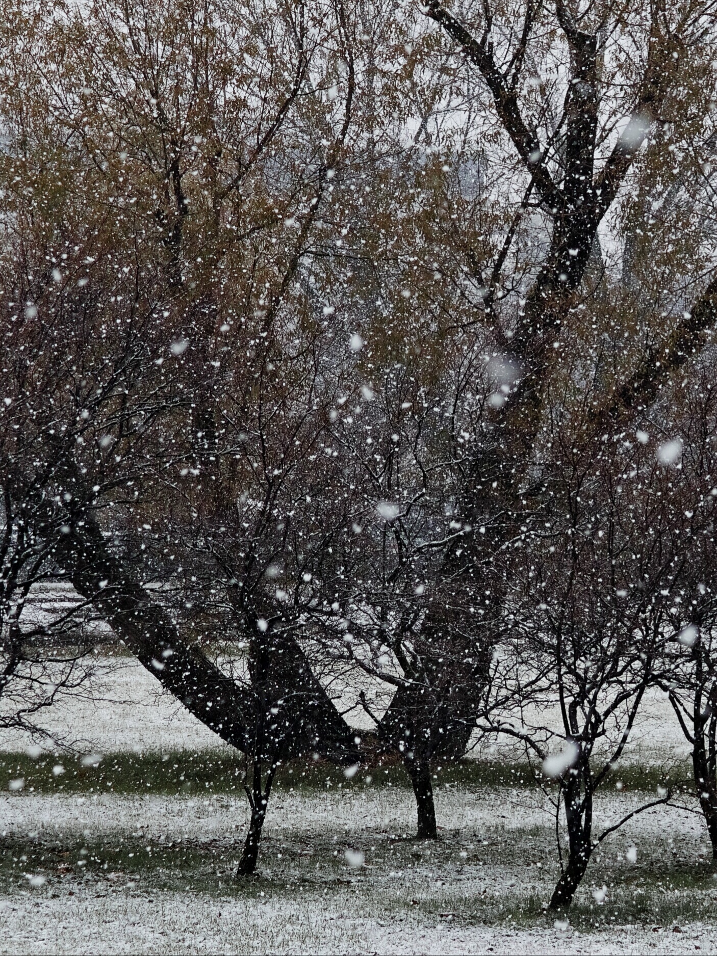 Nevicata, dicembre 2019