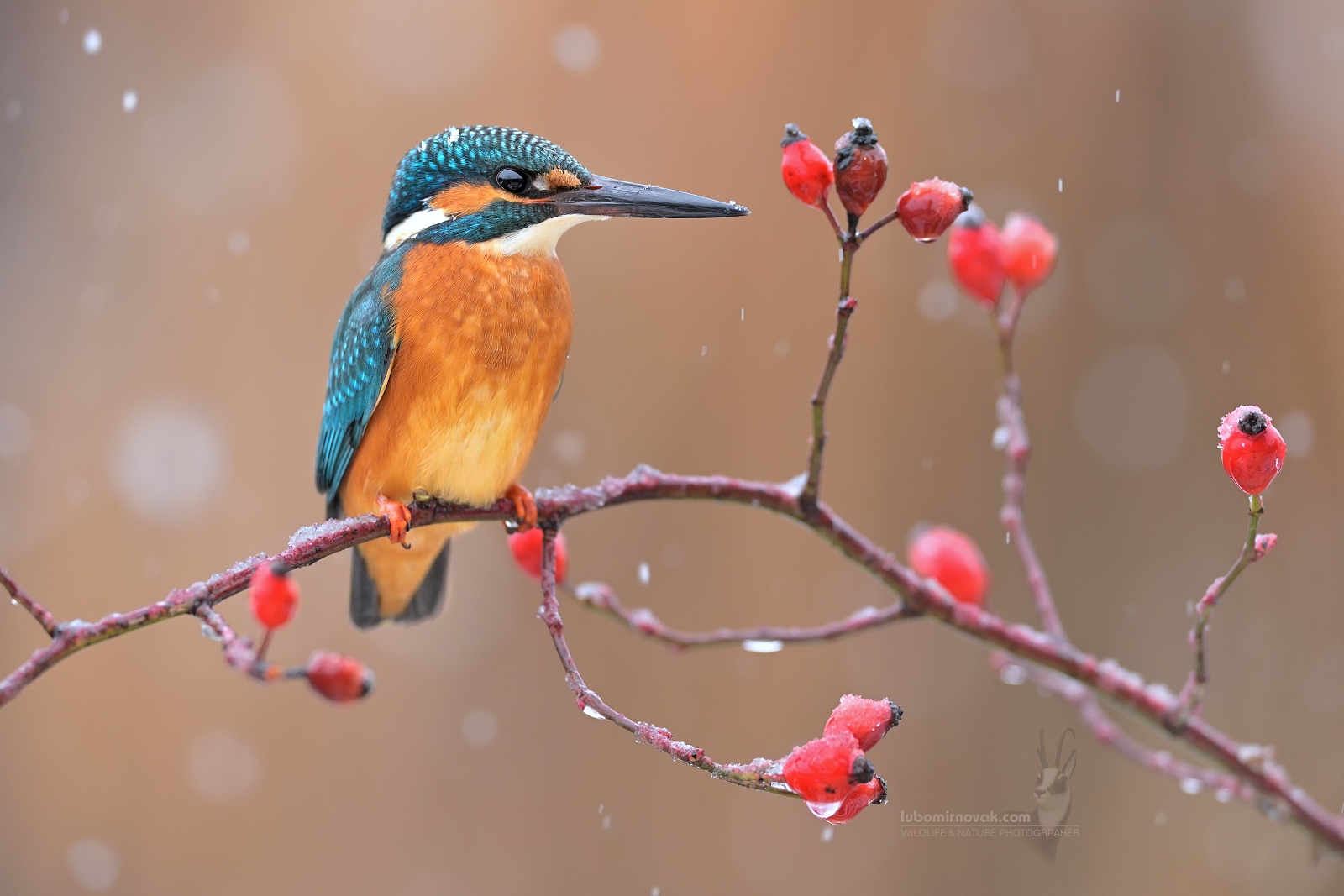 Kingfisher