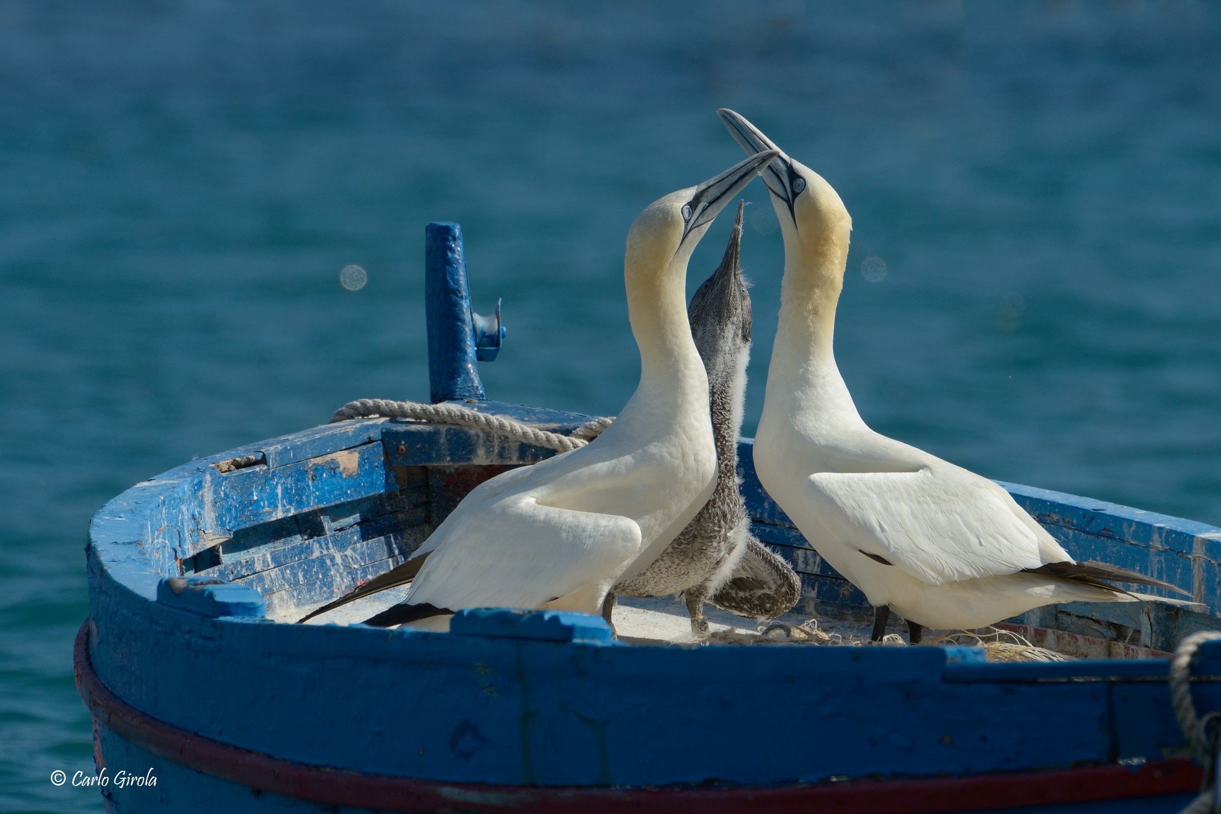 Sule (Morus bassanus)