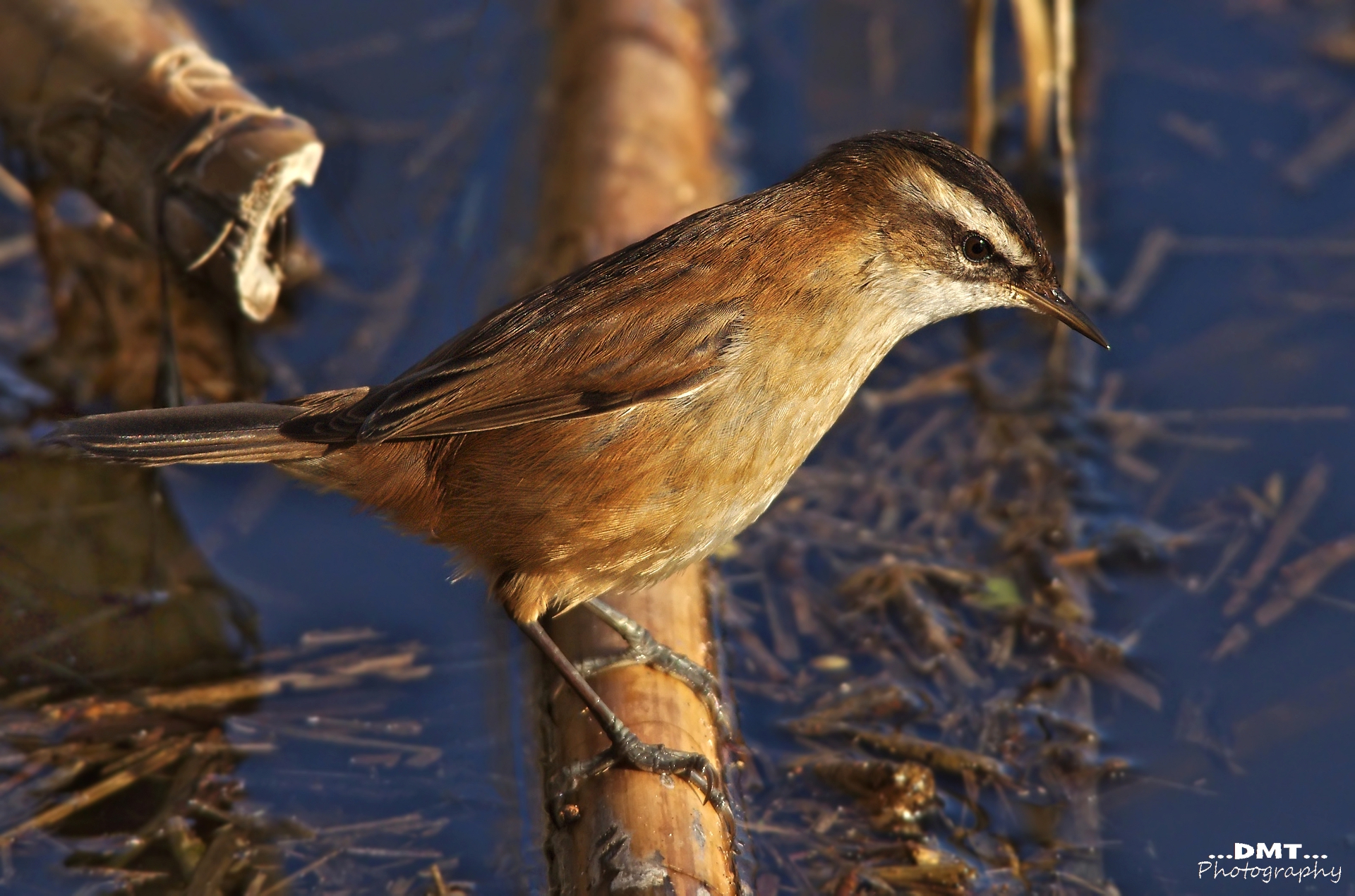 Moustached Warbler