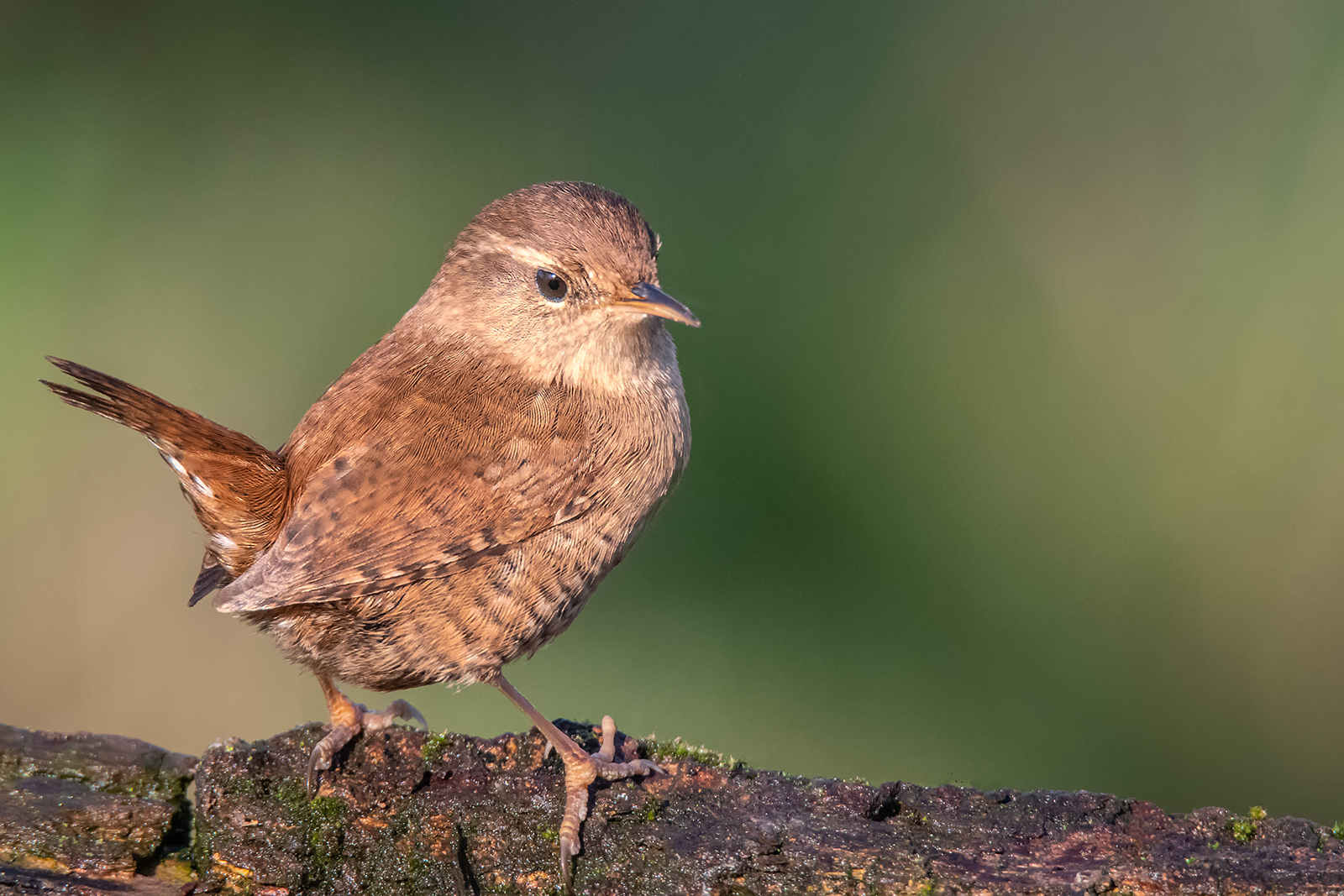 Wren