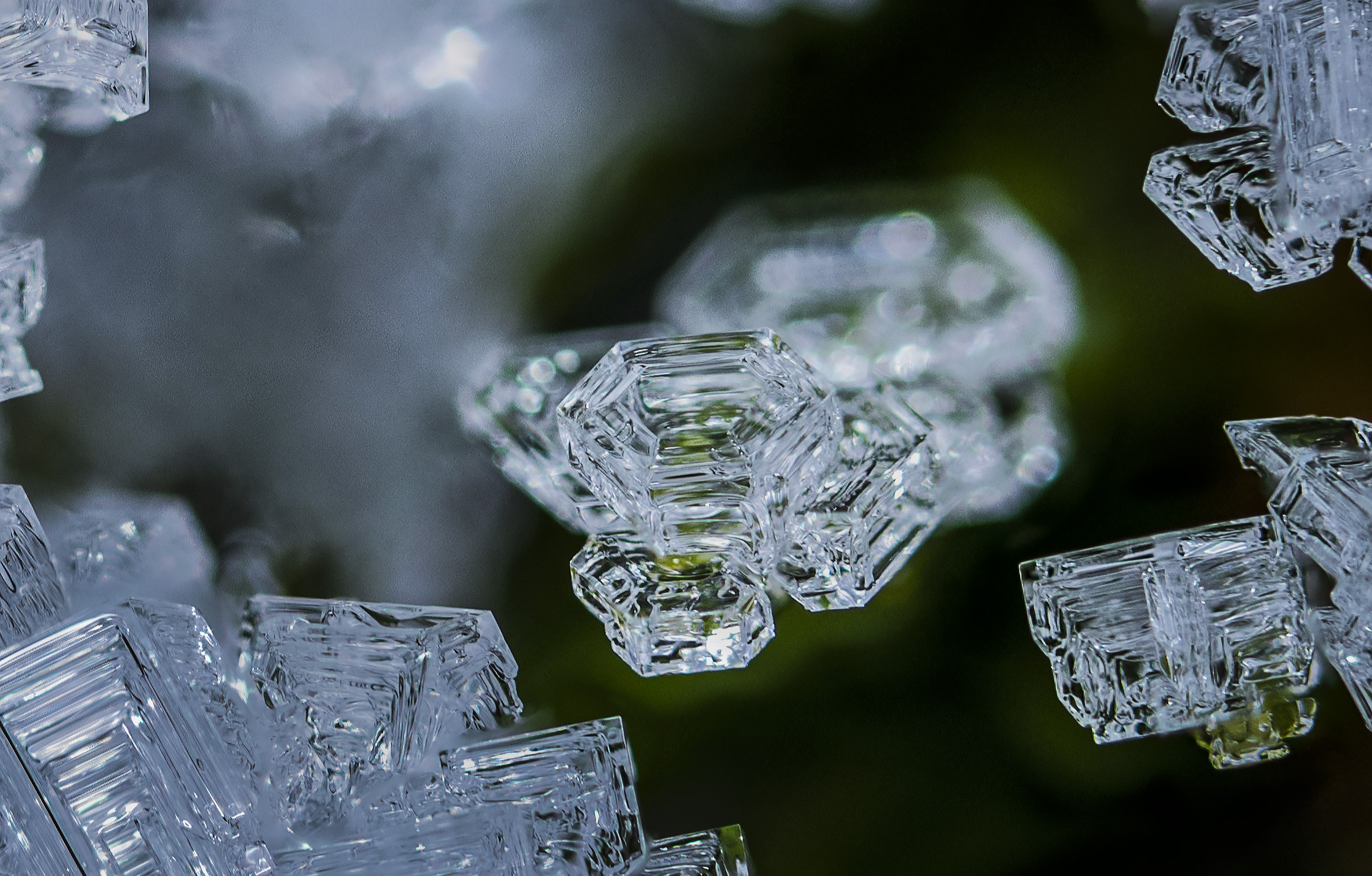 Frost crystals on fir needles