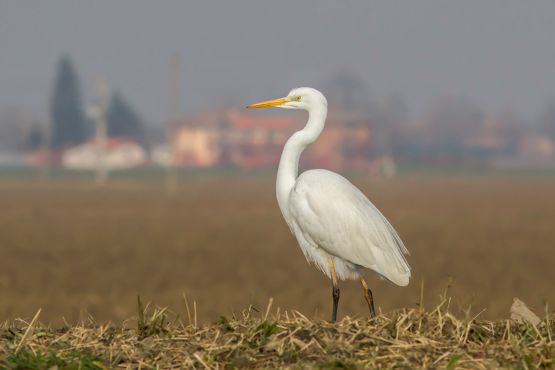 Major white heron