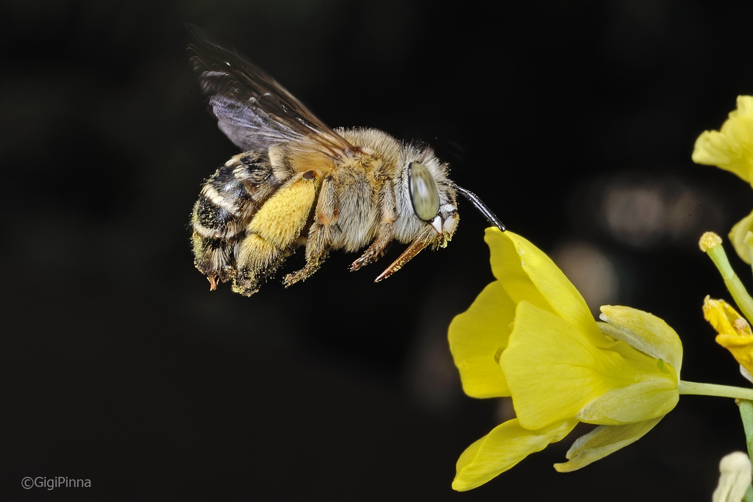 Abeja