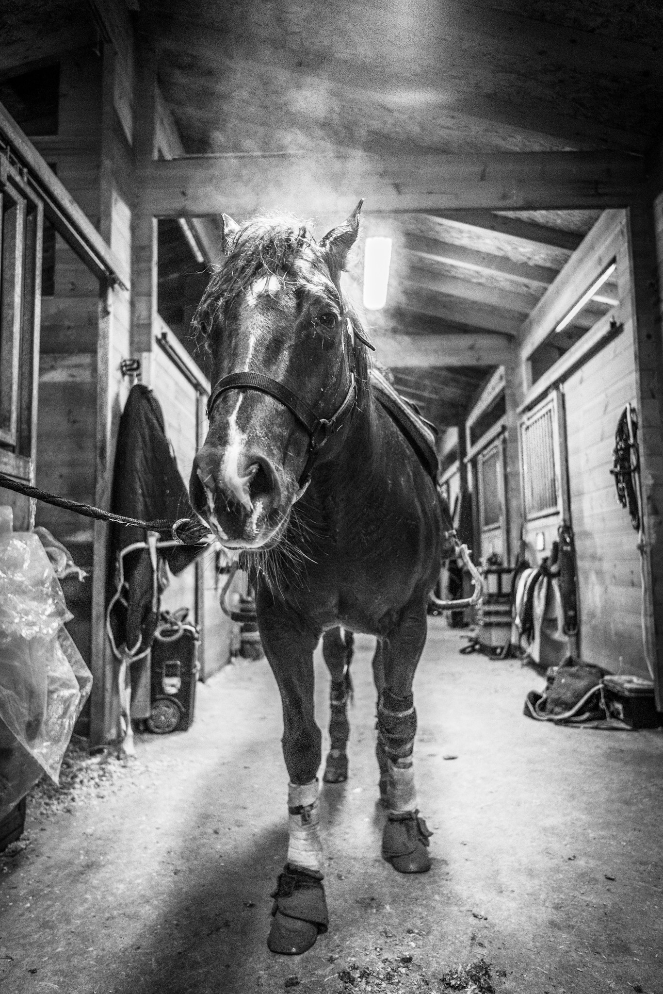 Horse B&W