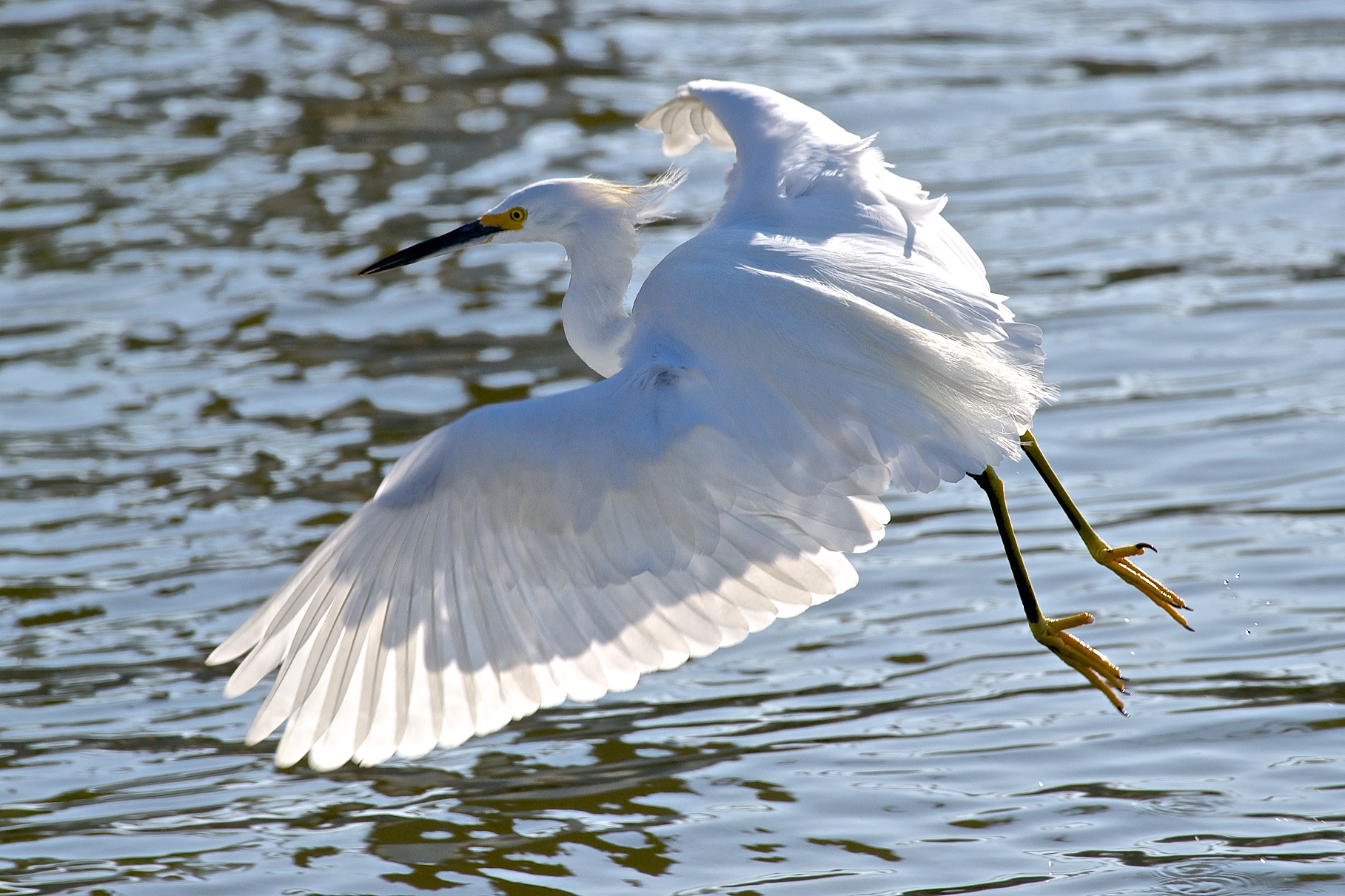 Egret