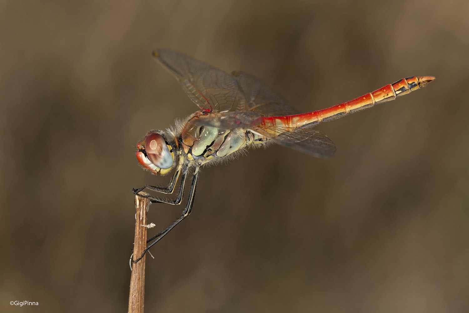 Libellula