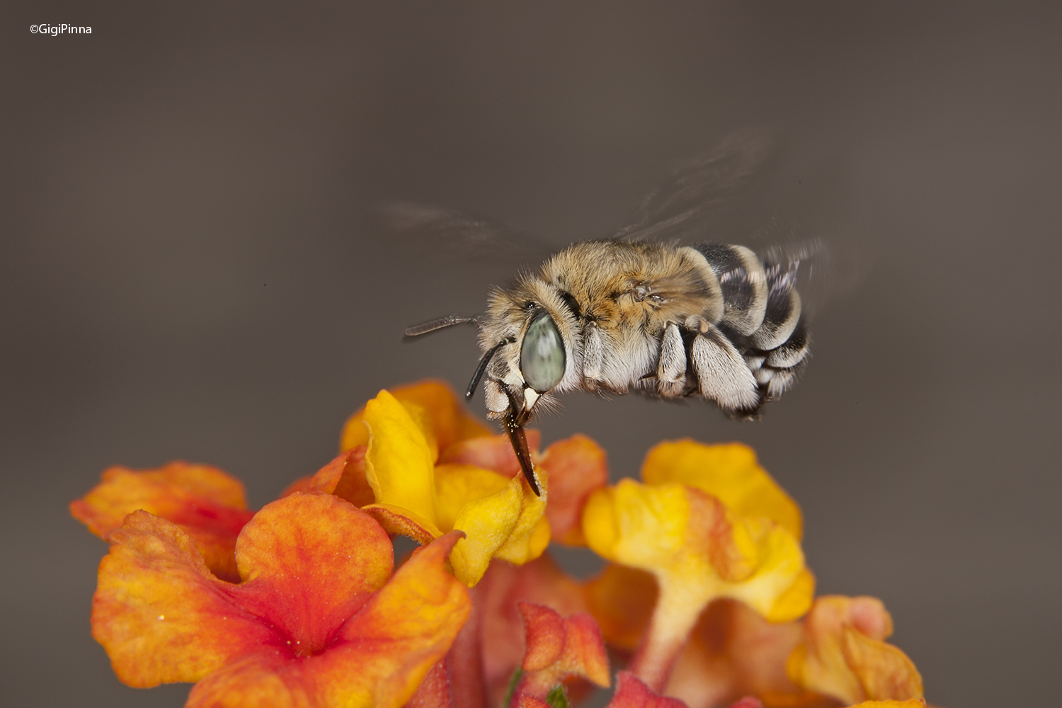 Abeja