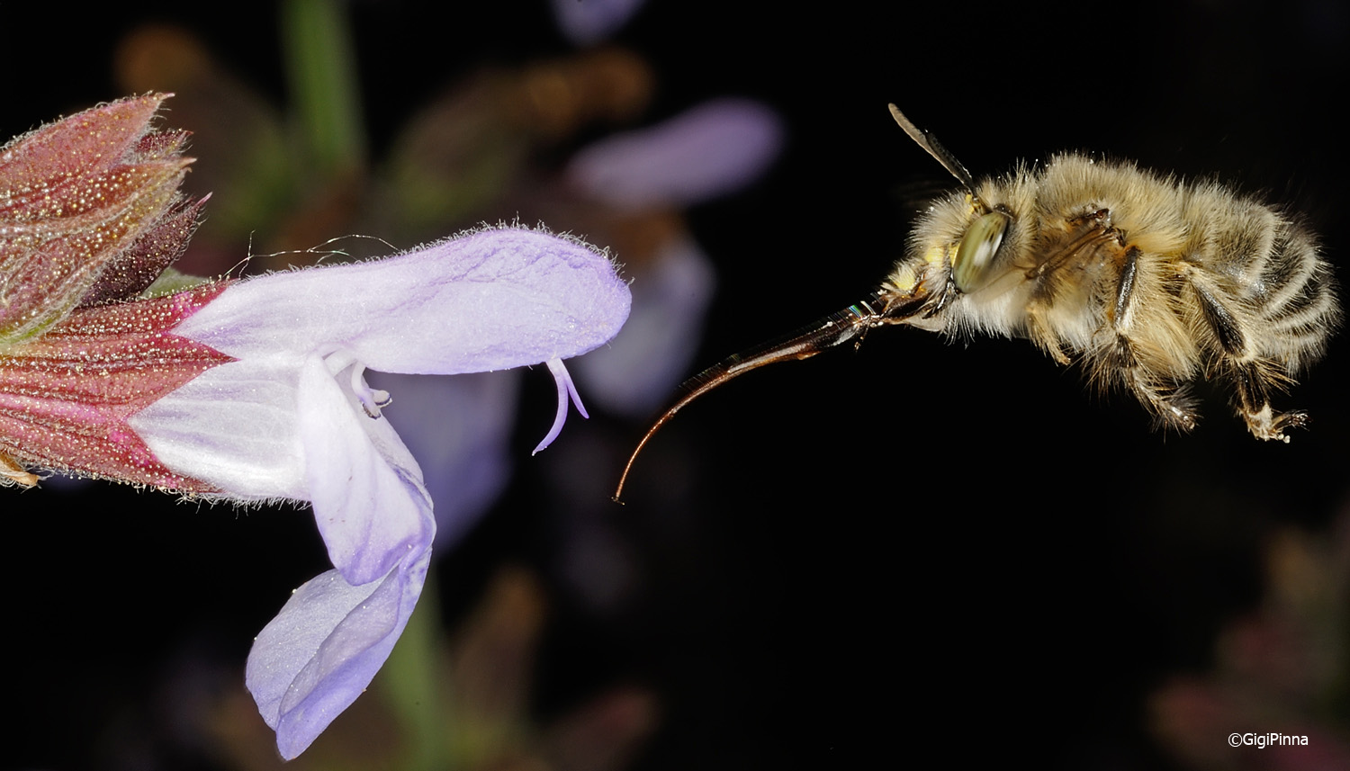 Abeja
