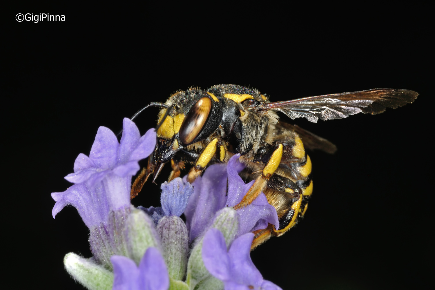 Abeja