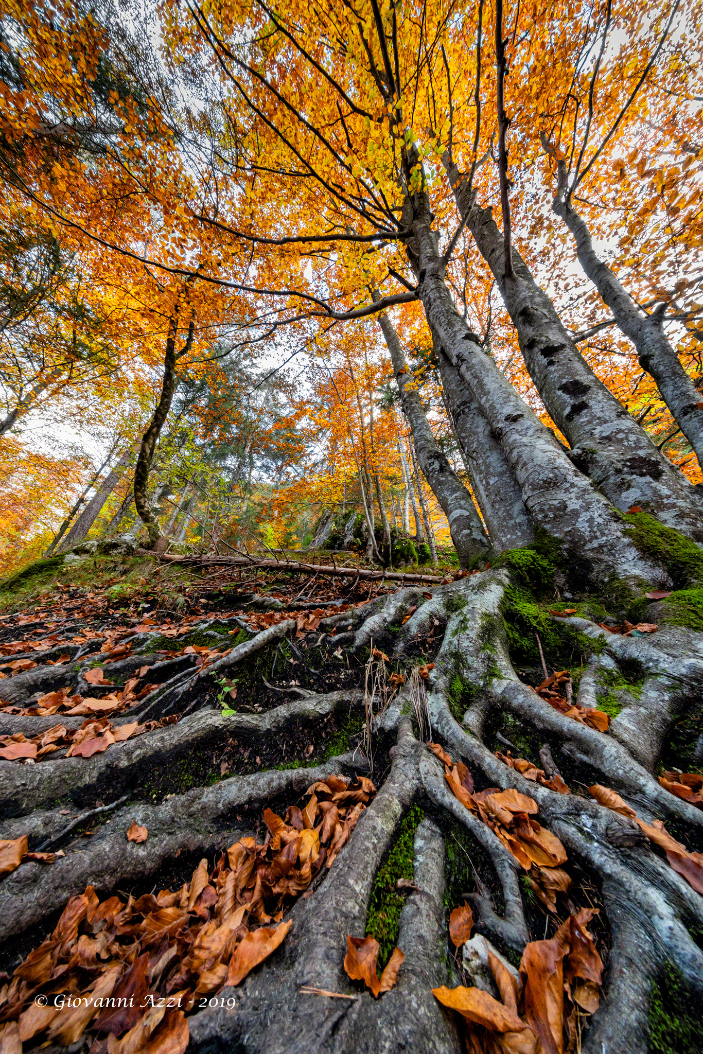 Dalle radici ai rami