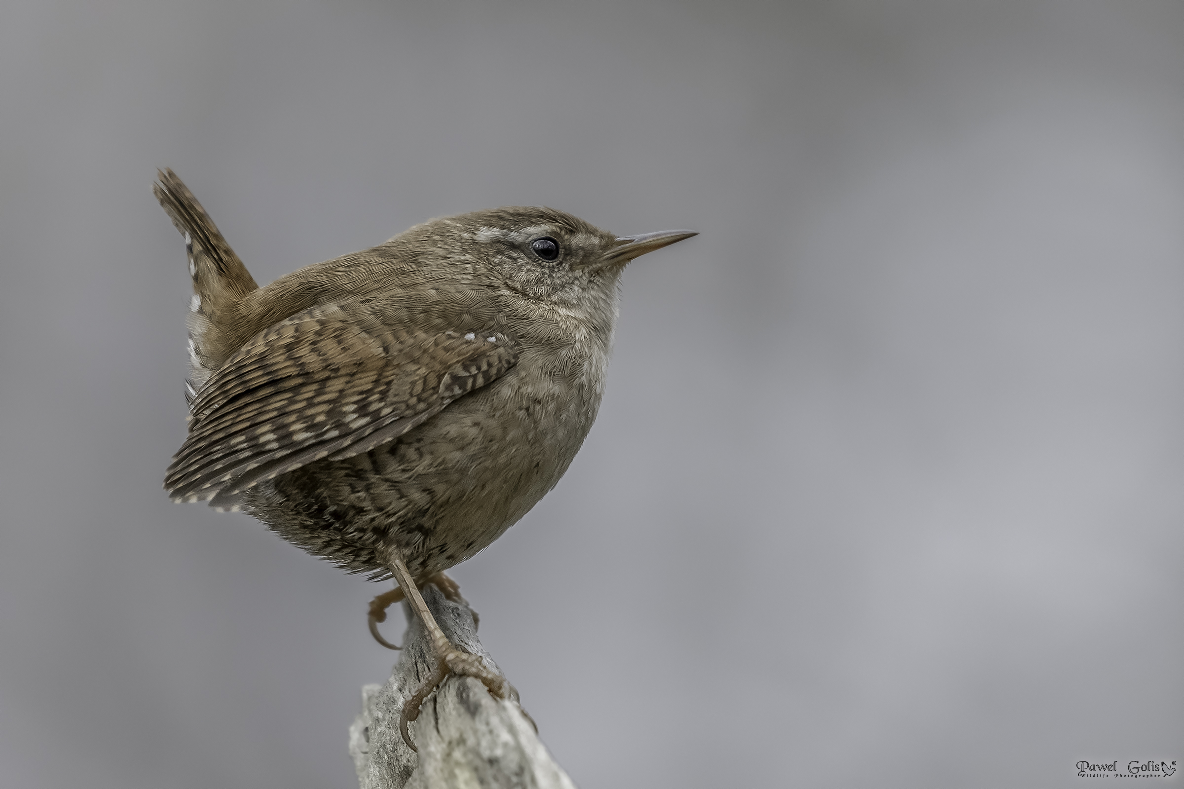Eurasian Wren ( Troglodytes troglodytes)