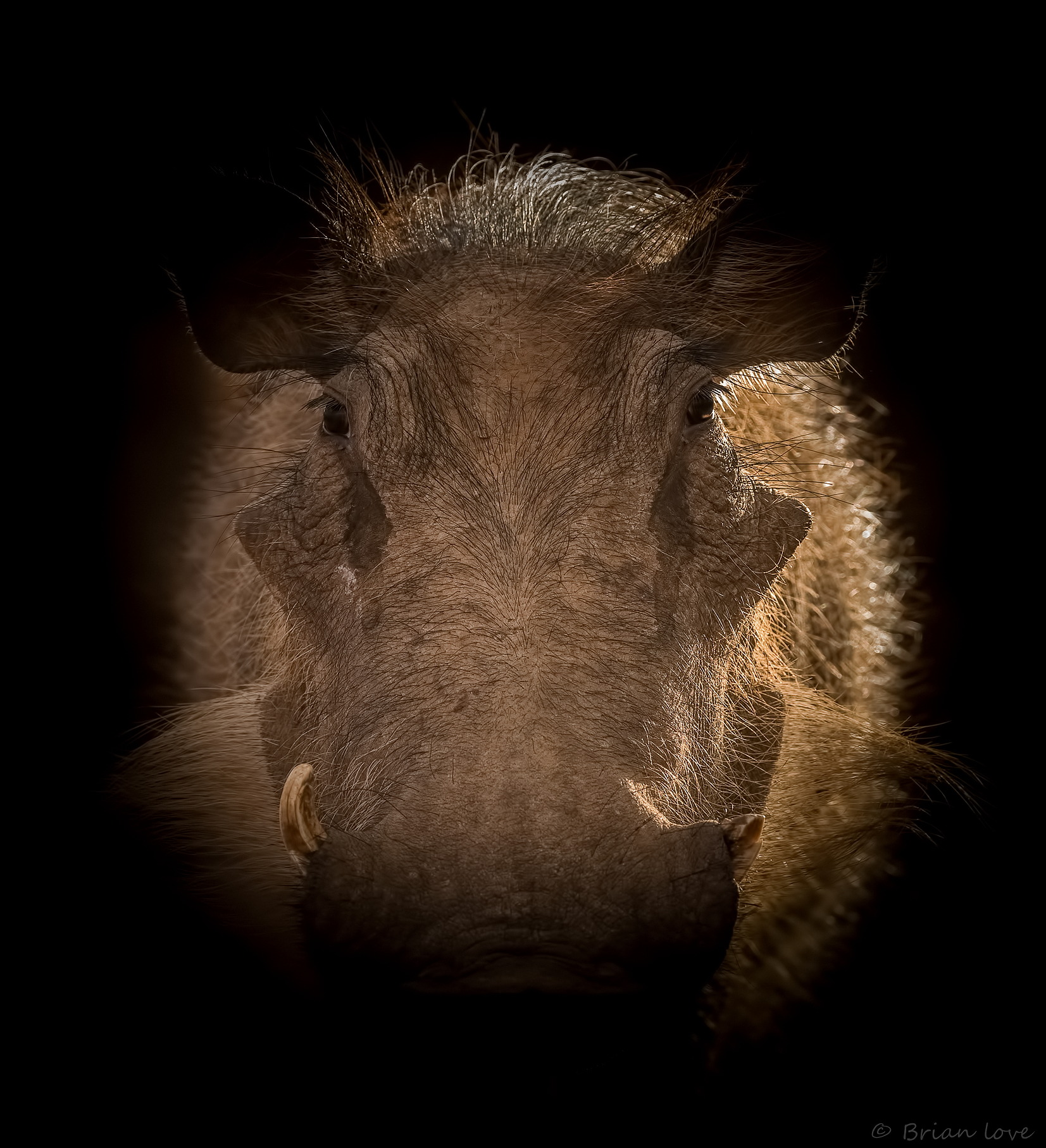 Warthog Backlit