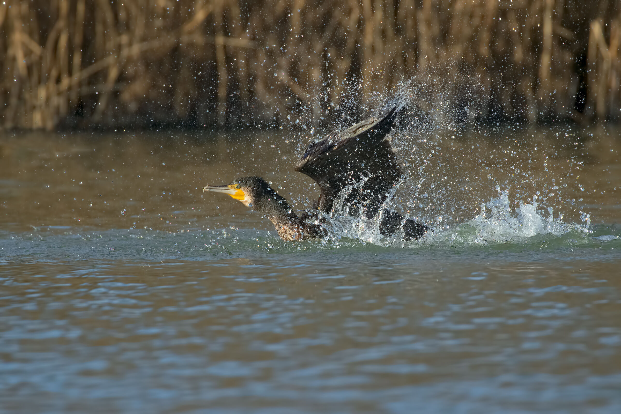 Cormorano in Partenza