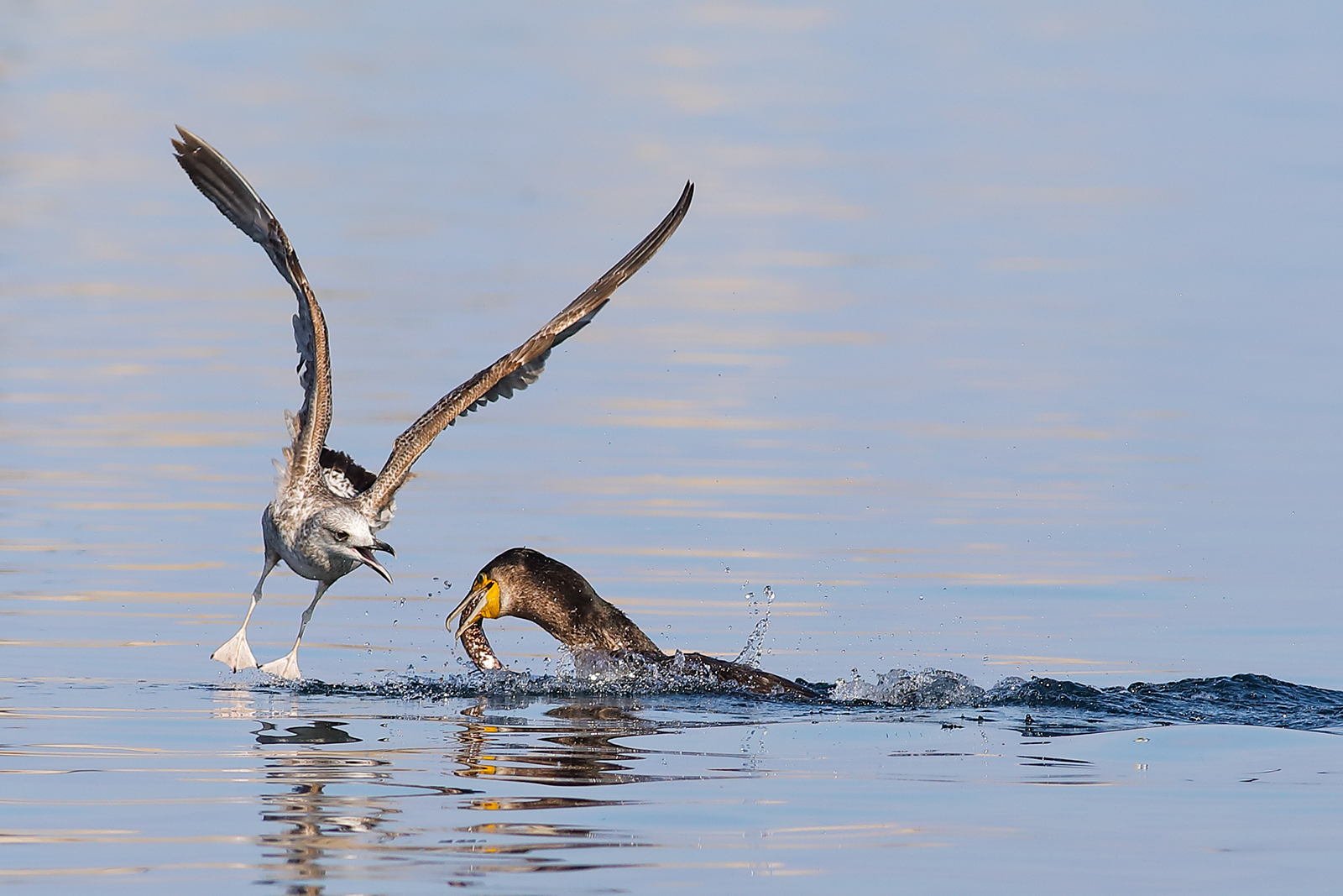 Cormorano VS young seagull