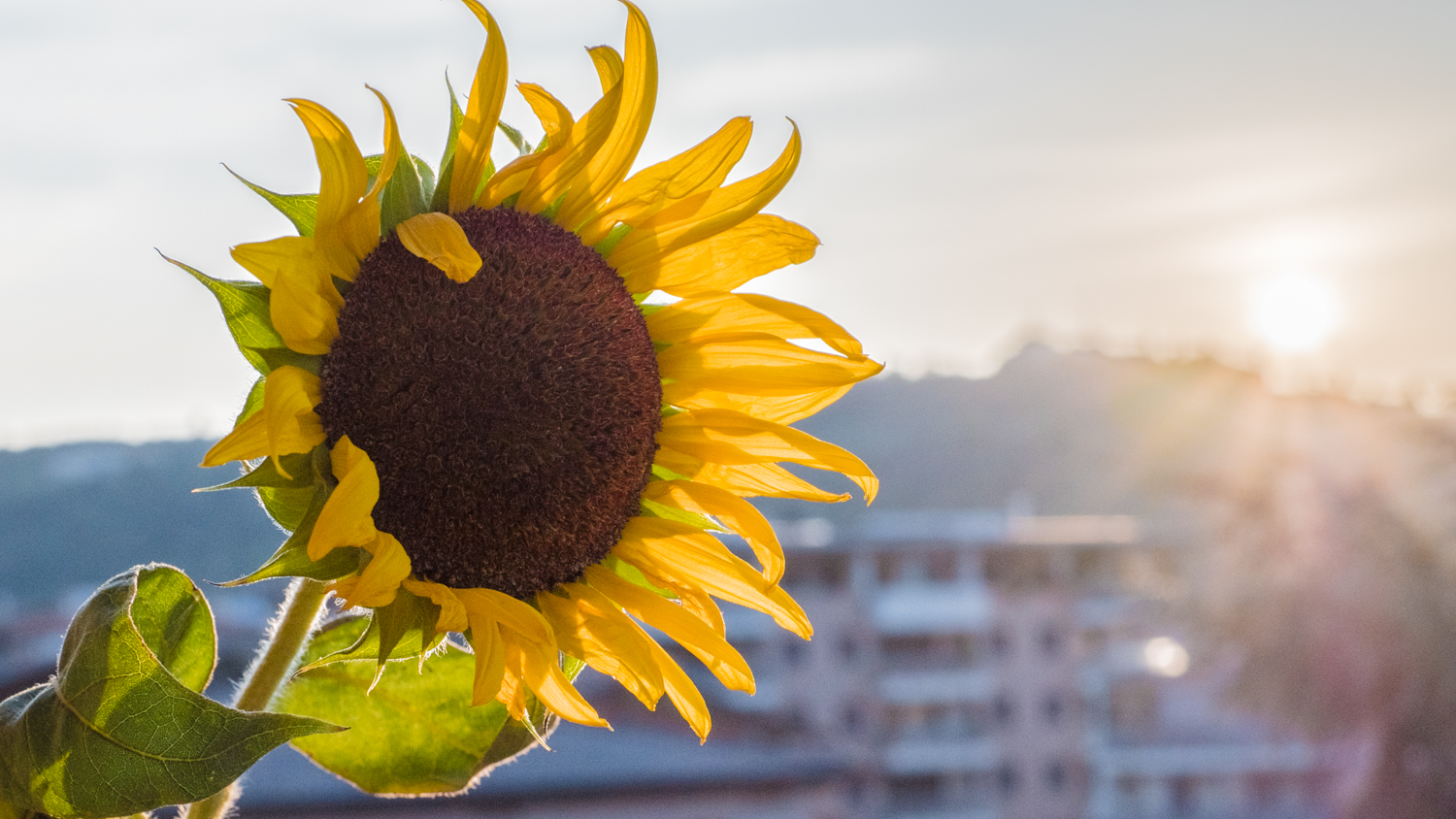 sunflower at sunset