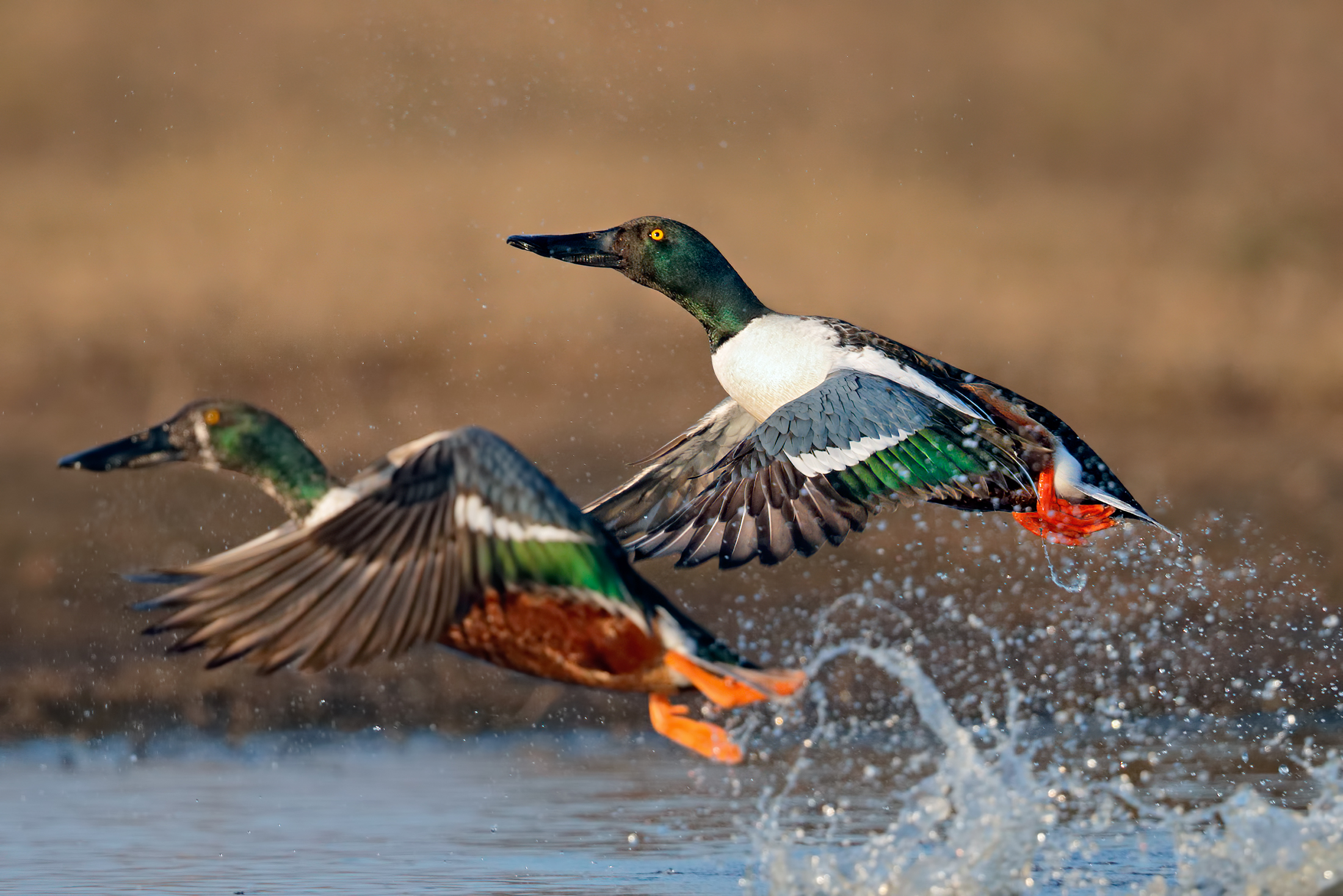 Lo stacco dei mestoloni