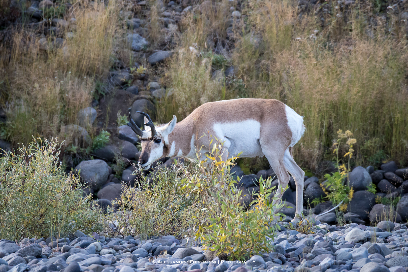 Pronghorn