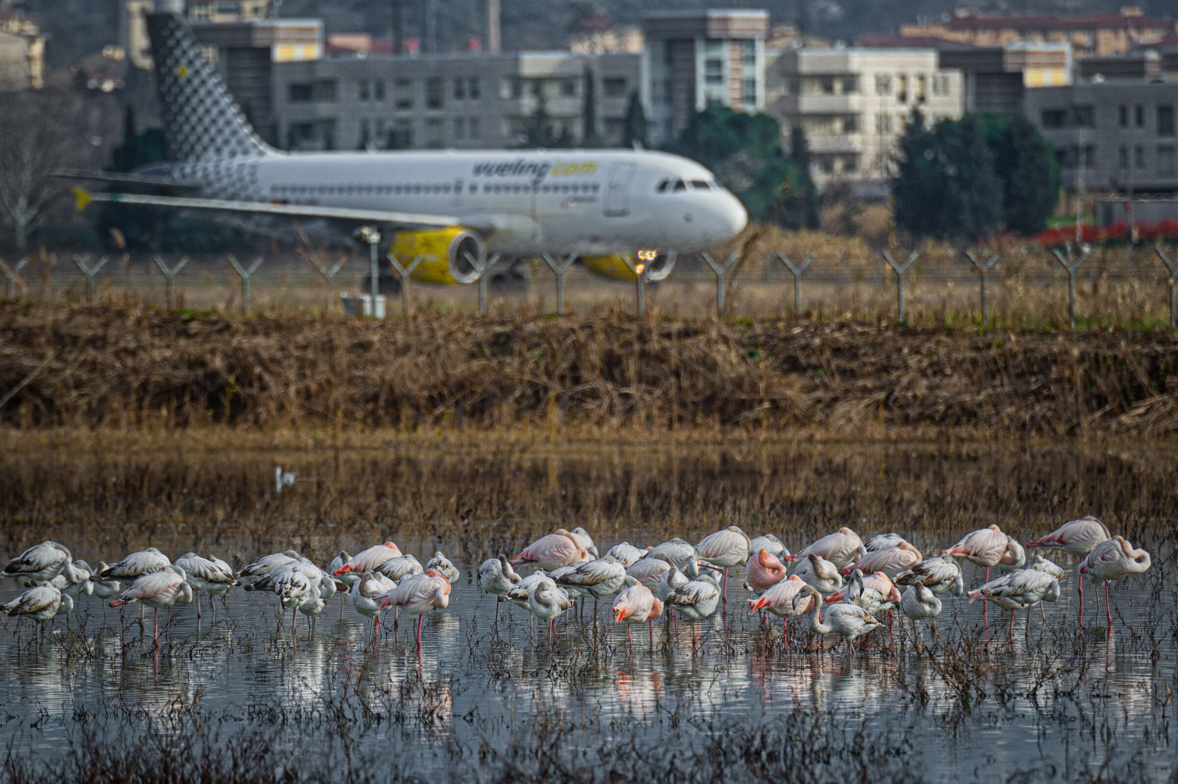 Flamingos in the city