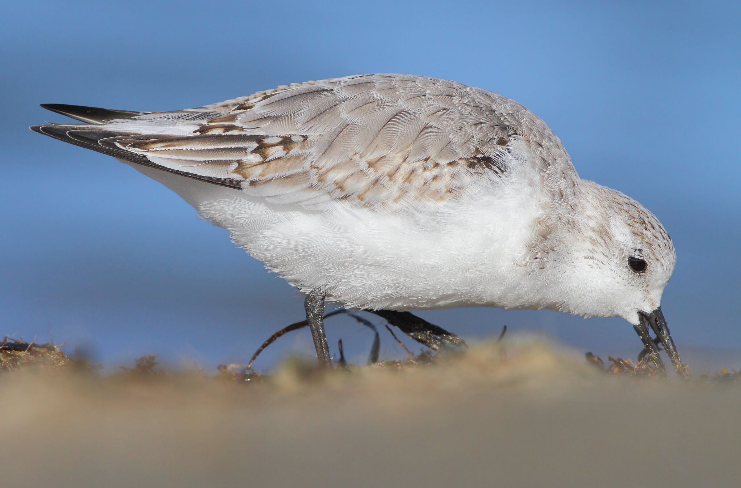 Piovanello tridattilo