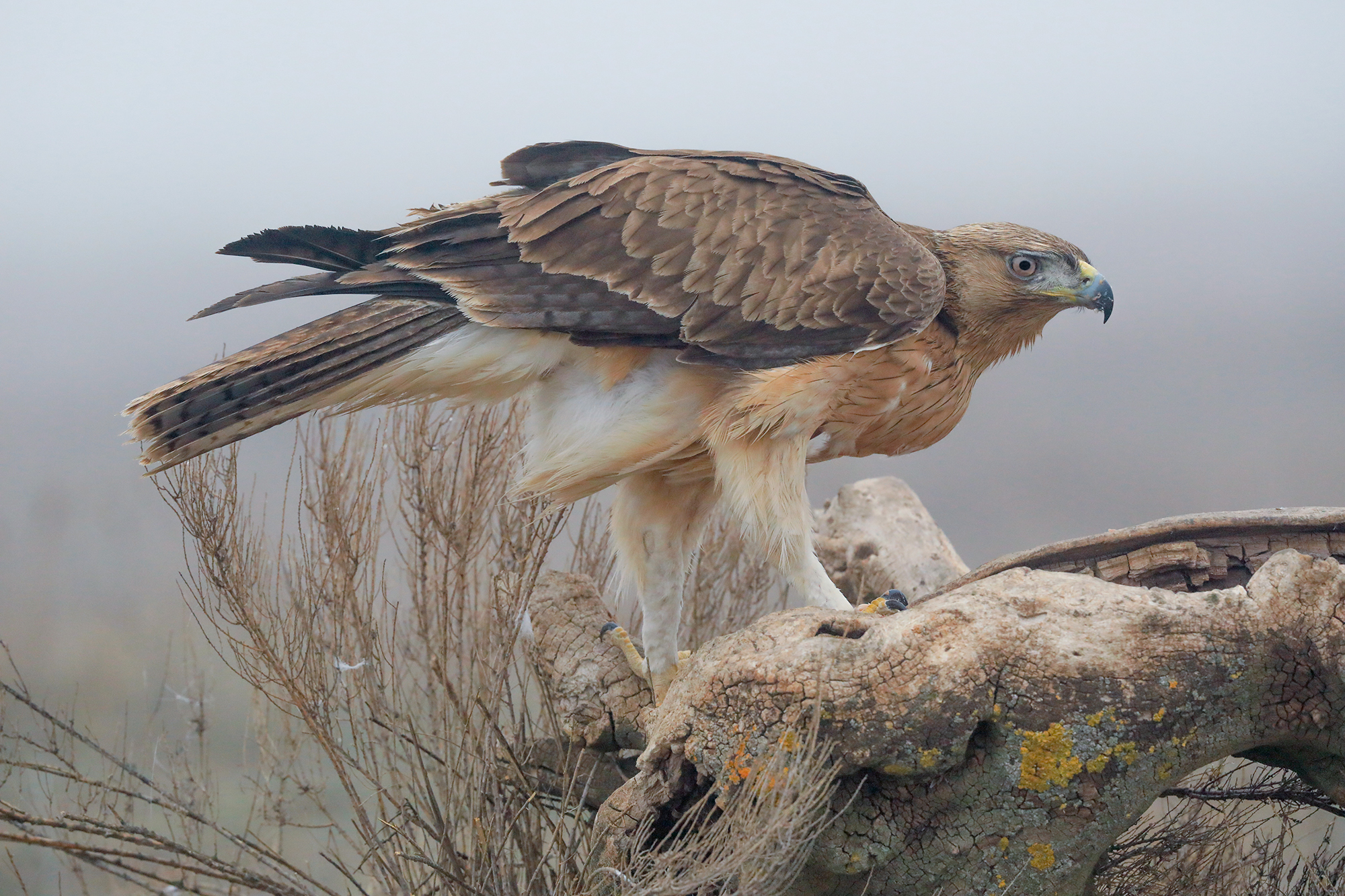 uscita dalla nebbia, aquila Bonelli (giovane)