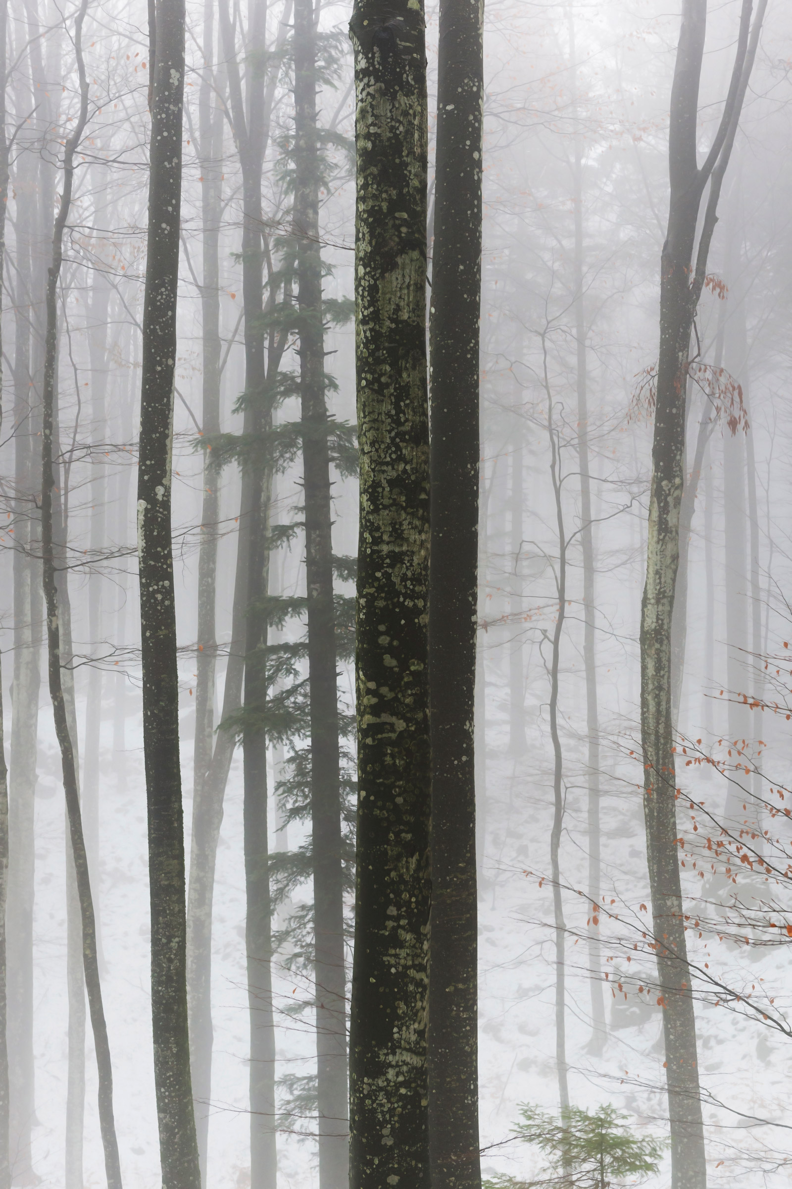 Double view on the fog.