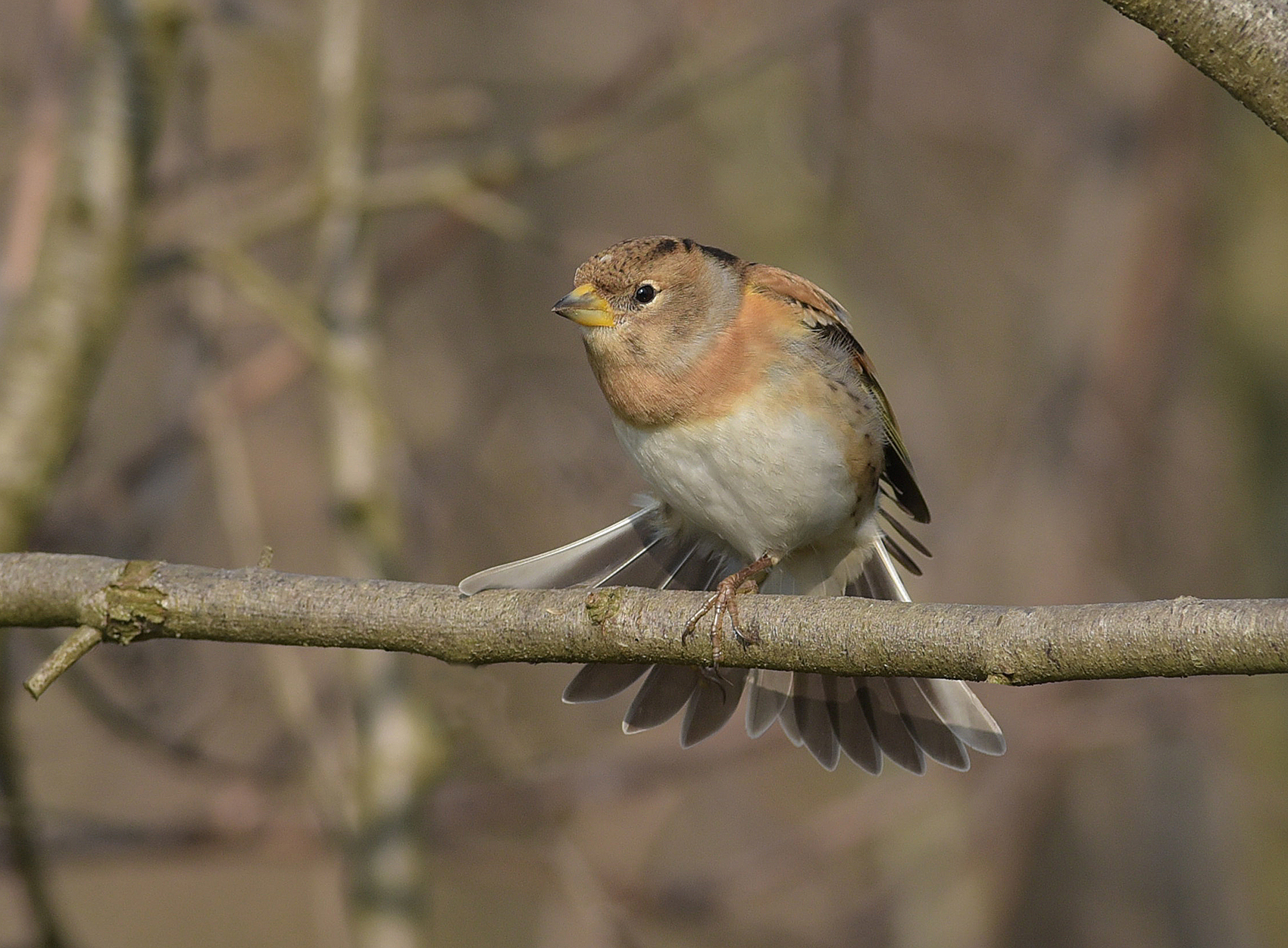 stretching the female peppola