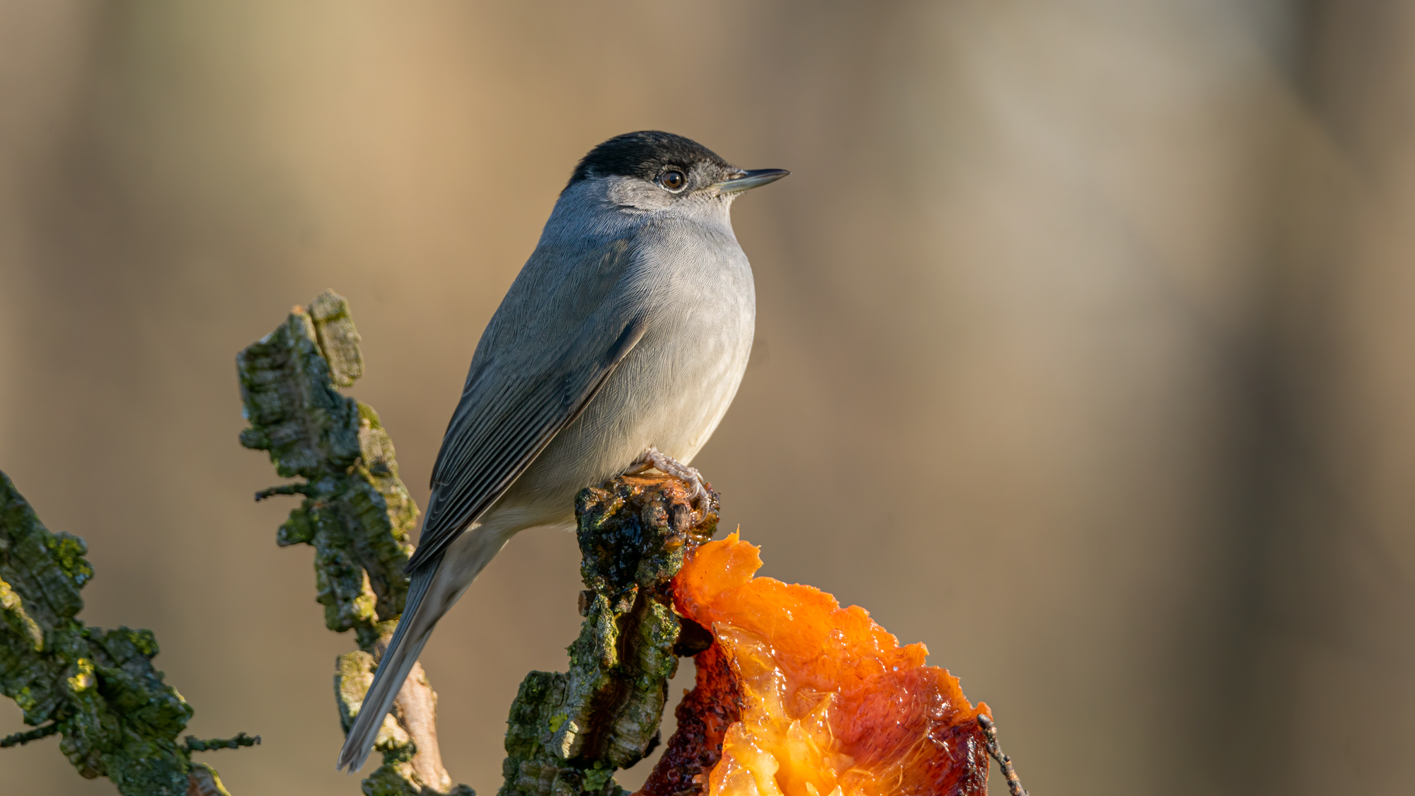 Blackcap