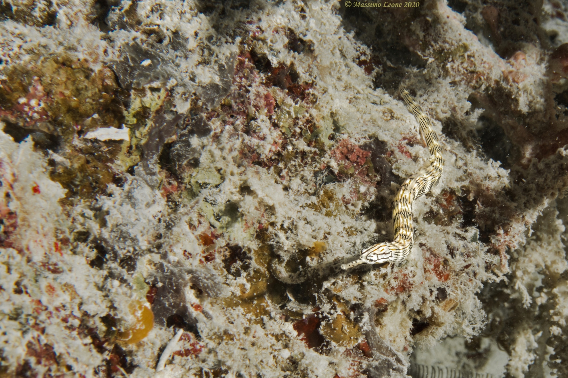 Network pipefish (Palau)