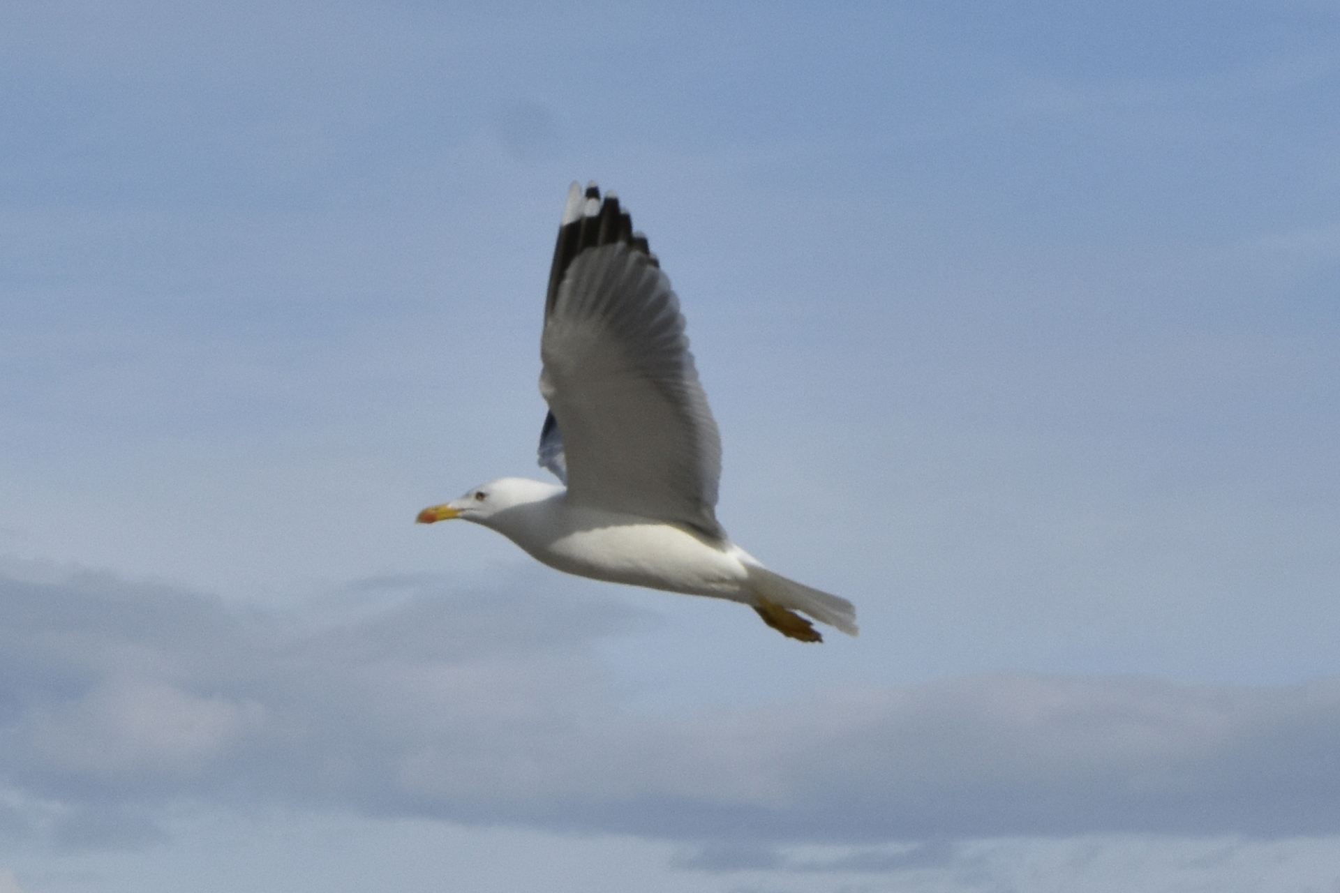 Crop seagull