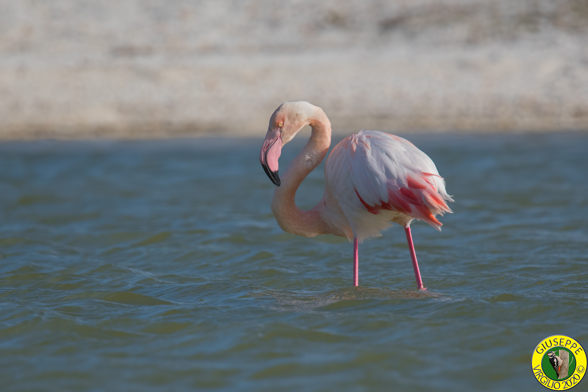Fenicottero - Phoenicopterus roseus (Sardegna)2020