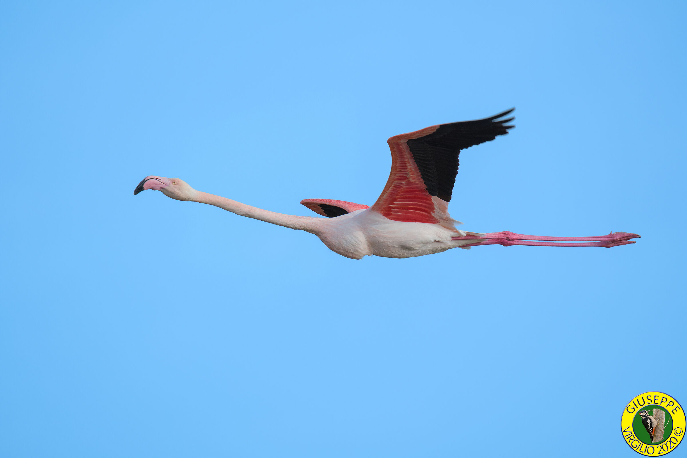 Fenicottero - Phoenicopterus roseus (Sardegna)2020