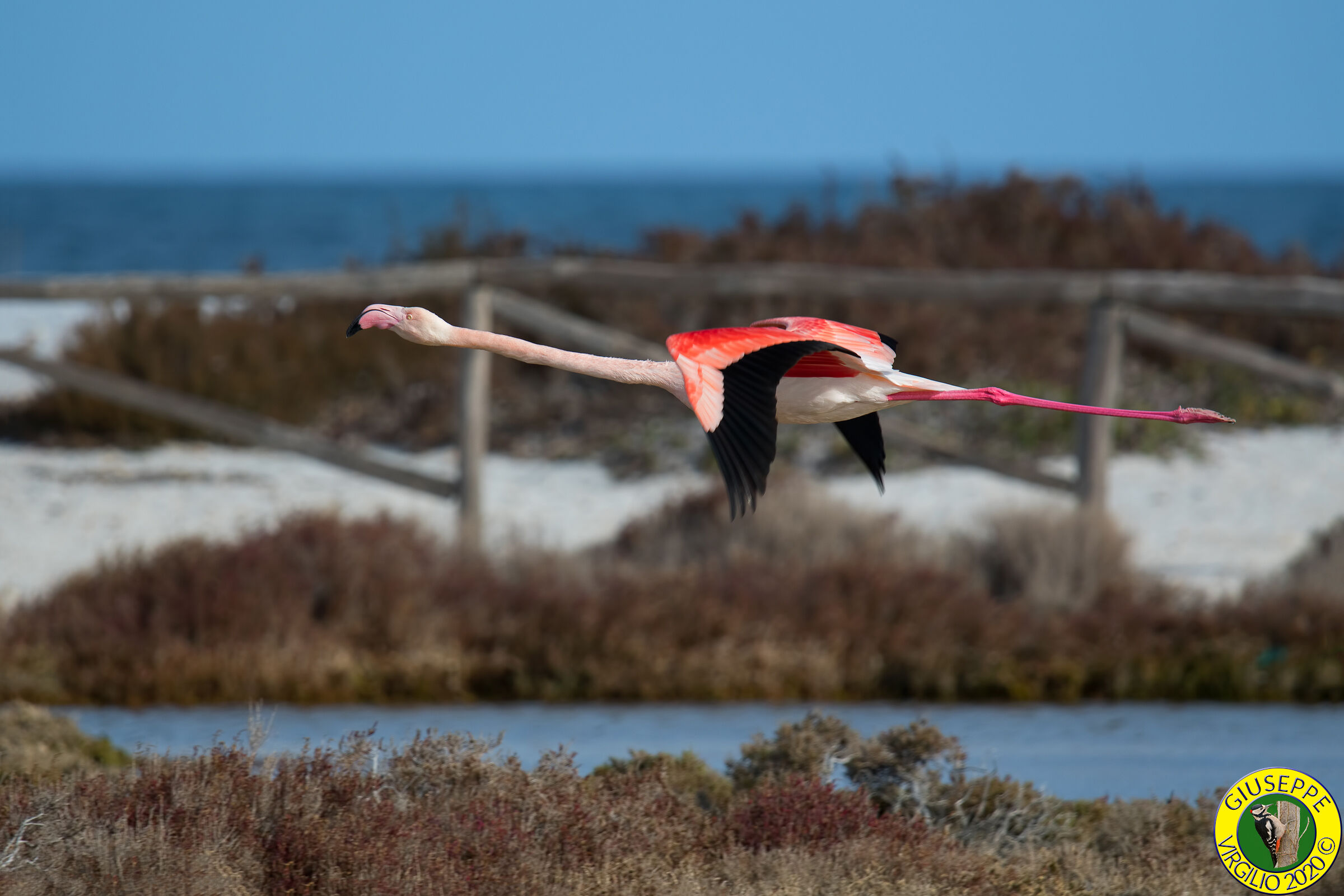 Fenicottero - Phoenicopterus roseus (Sardegna)2020