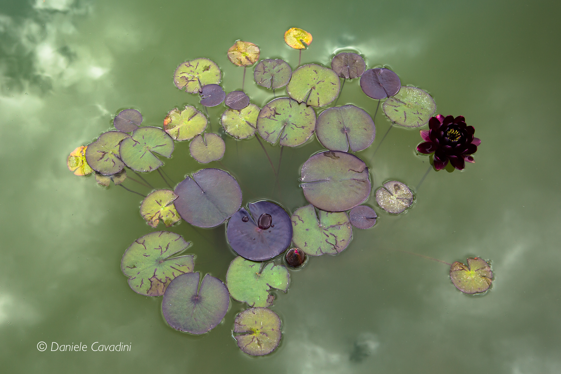 Tribute to Claude Monet