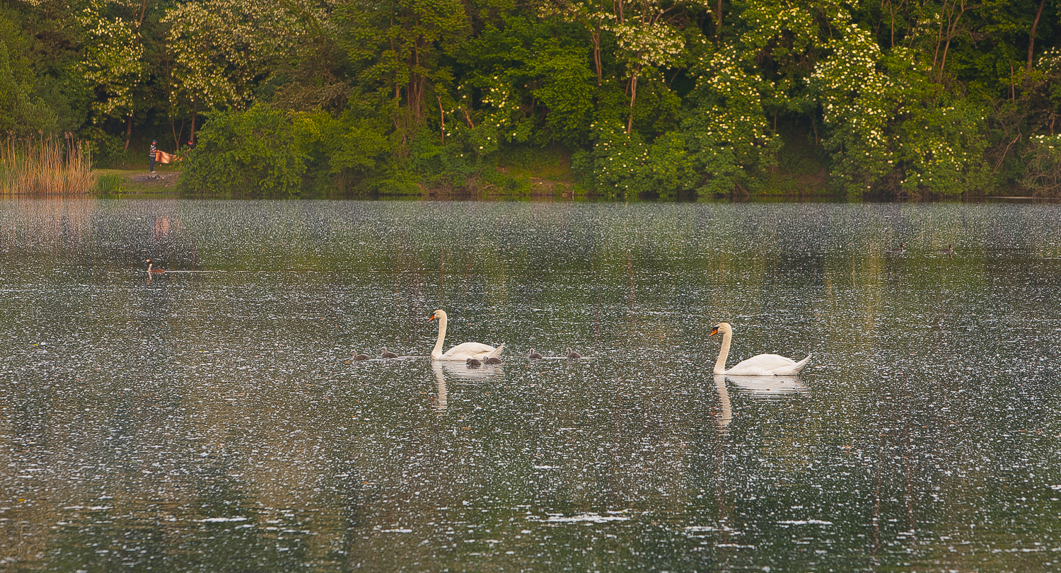 Swans in the spring snow