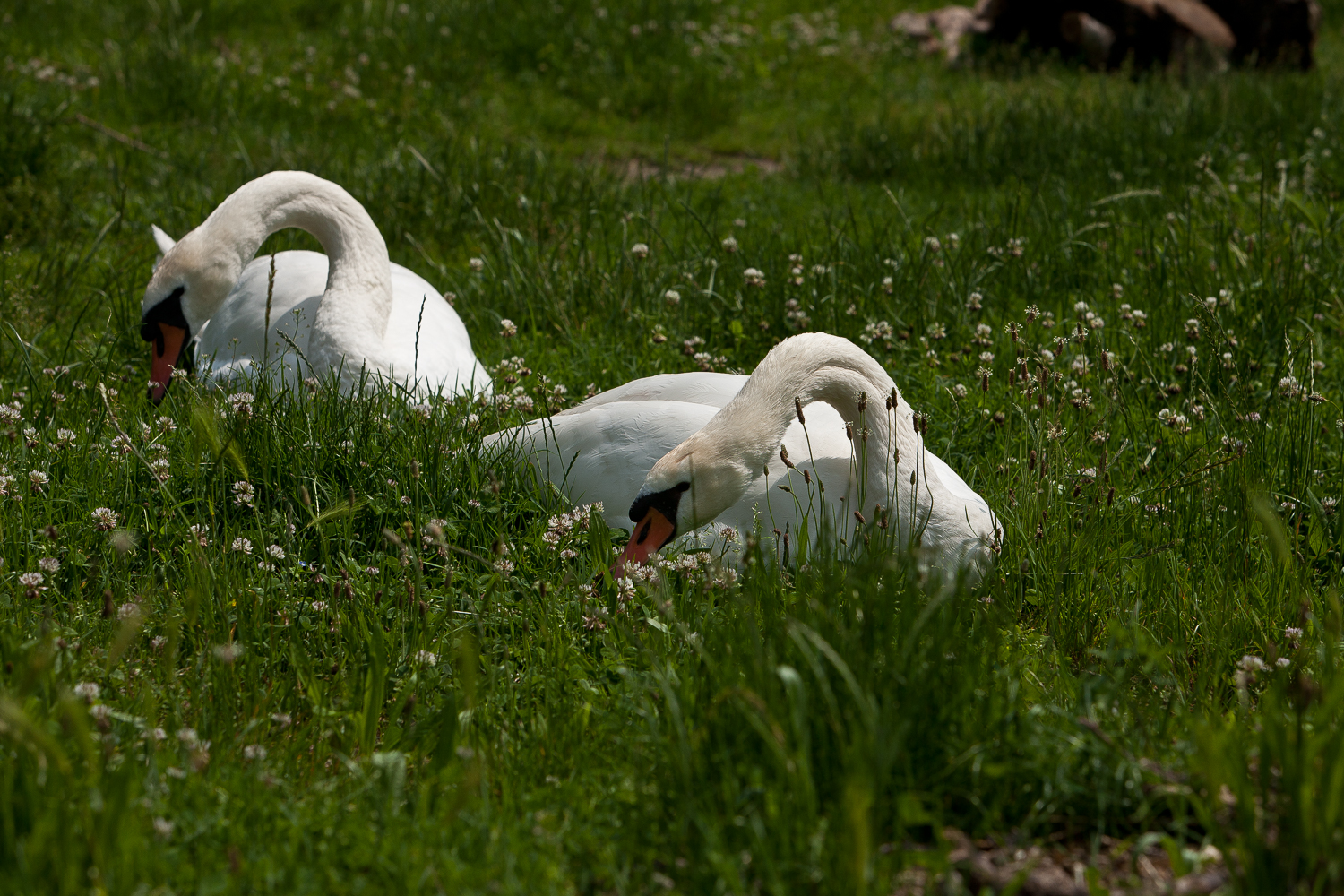 Pair of swans